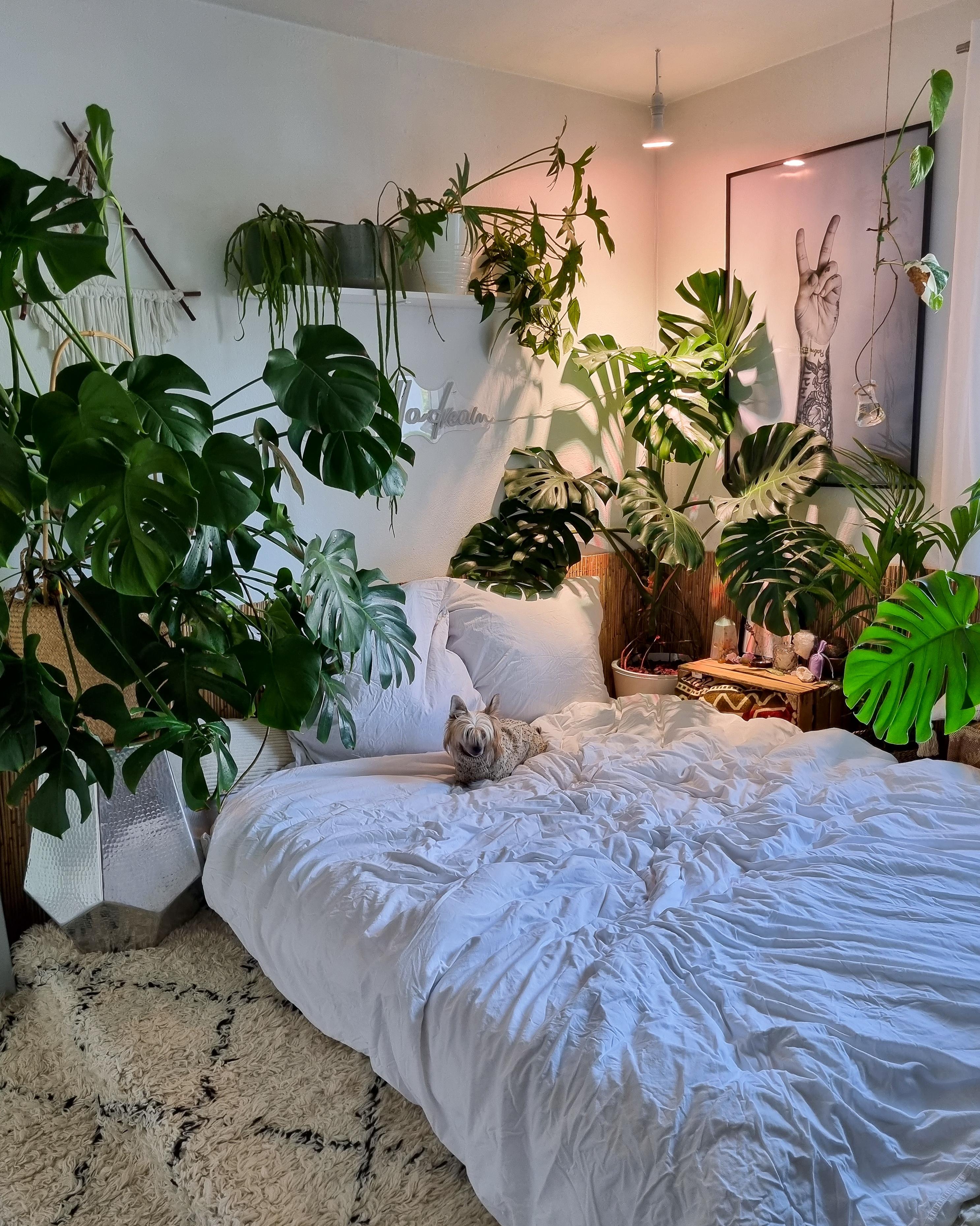 Sonntagsdschungel 🪴🤍✌🏼 #Schlafzimmer #urbanjungle #Pflanzen #monstera #Bett #Bettdecke #Kissen #Teppich #Poster 