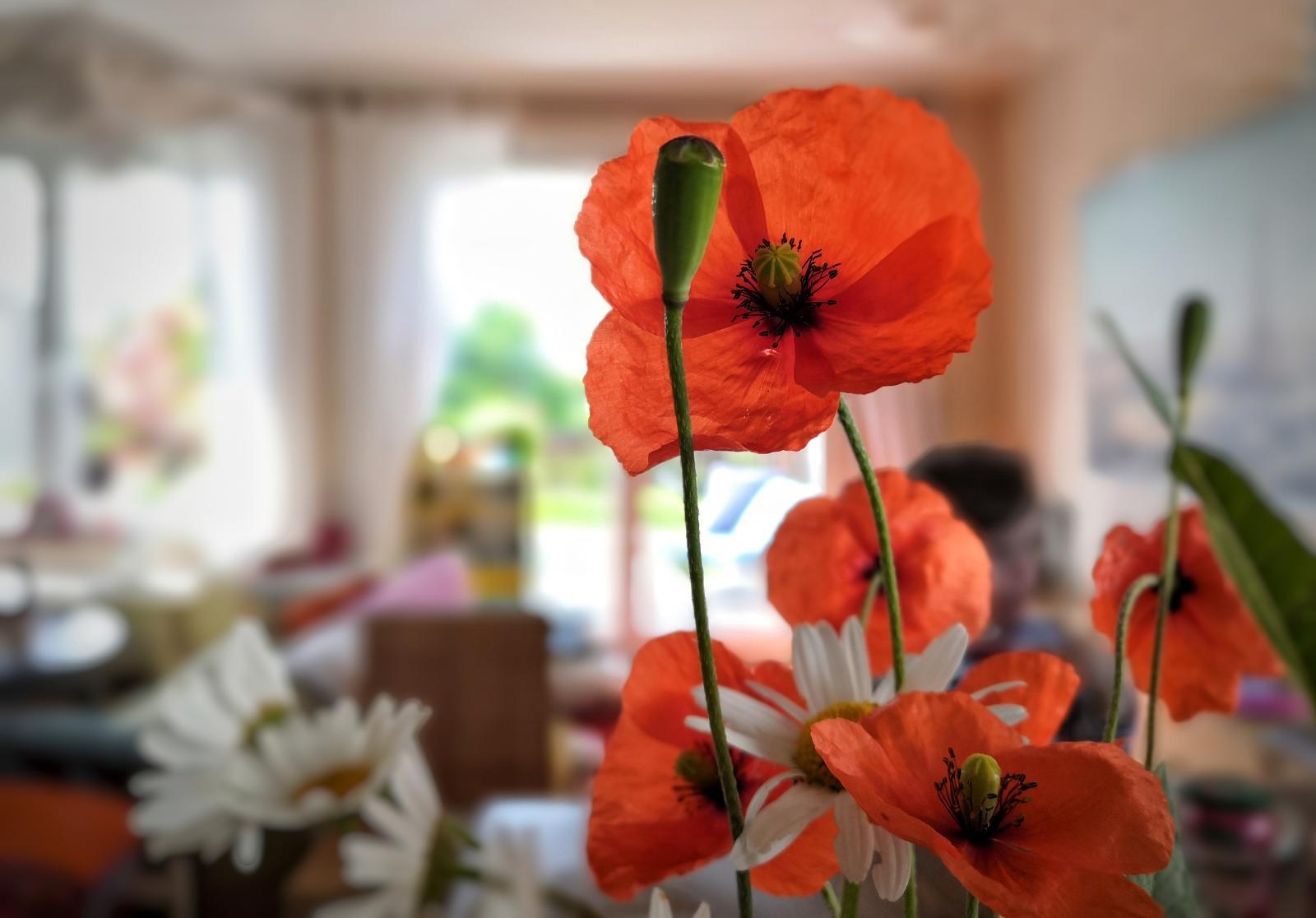 Sonntagvormittag, die Mohnblume küsst das Wohnzimmer.
Foto:Mai 2019