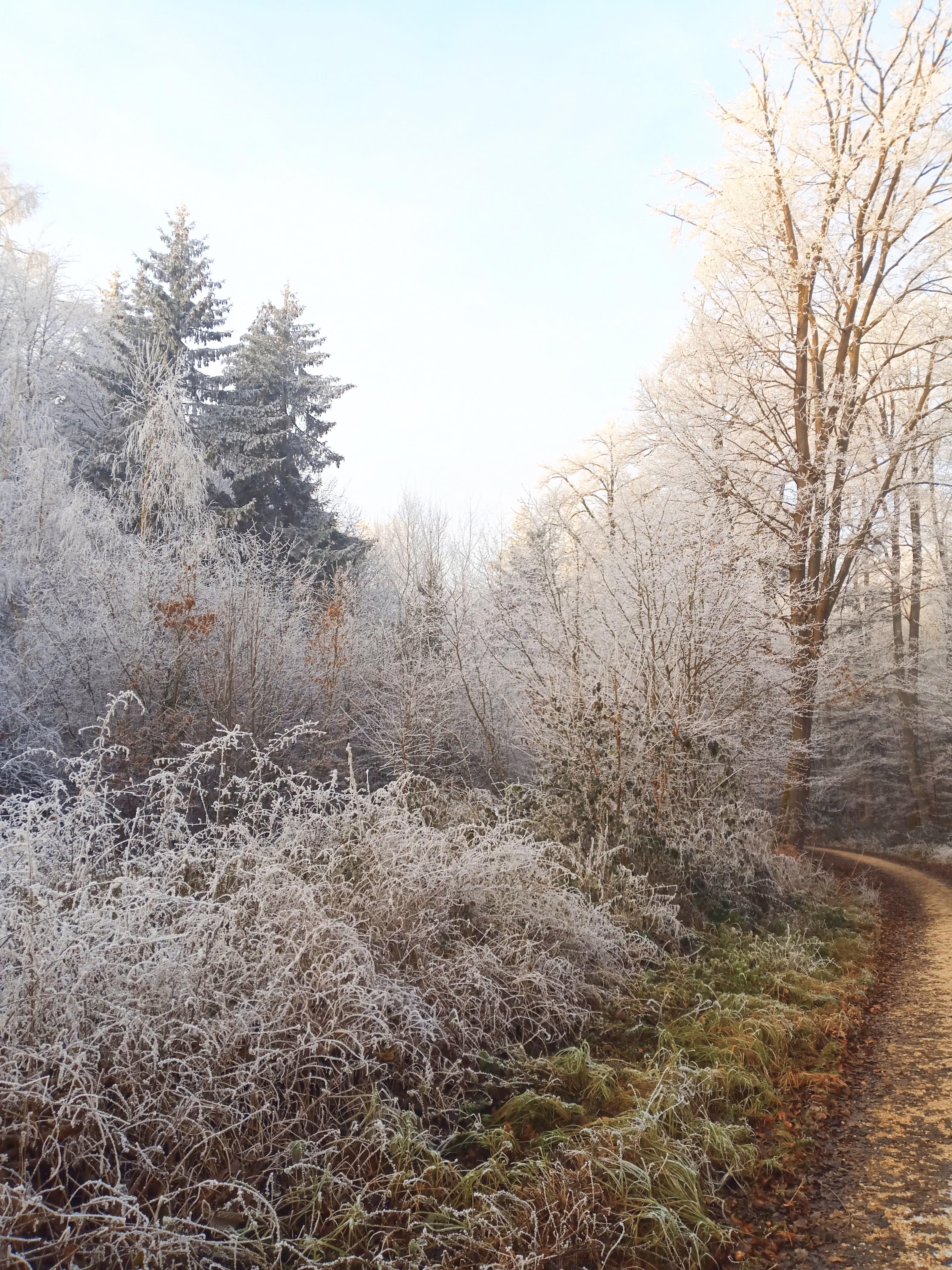 Spaziergang im Winterwald