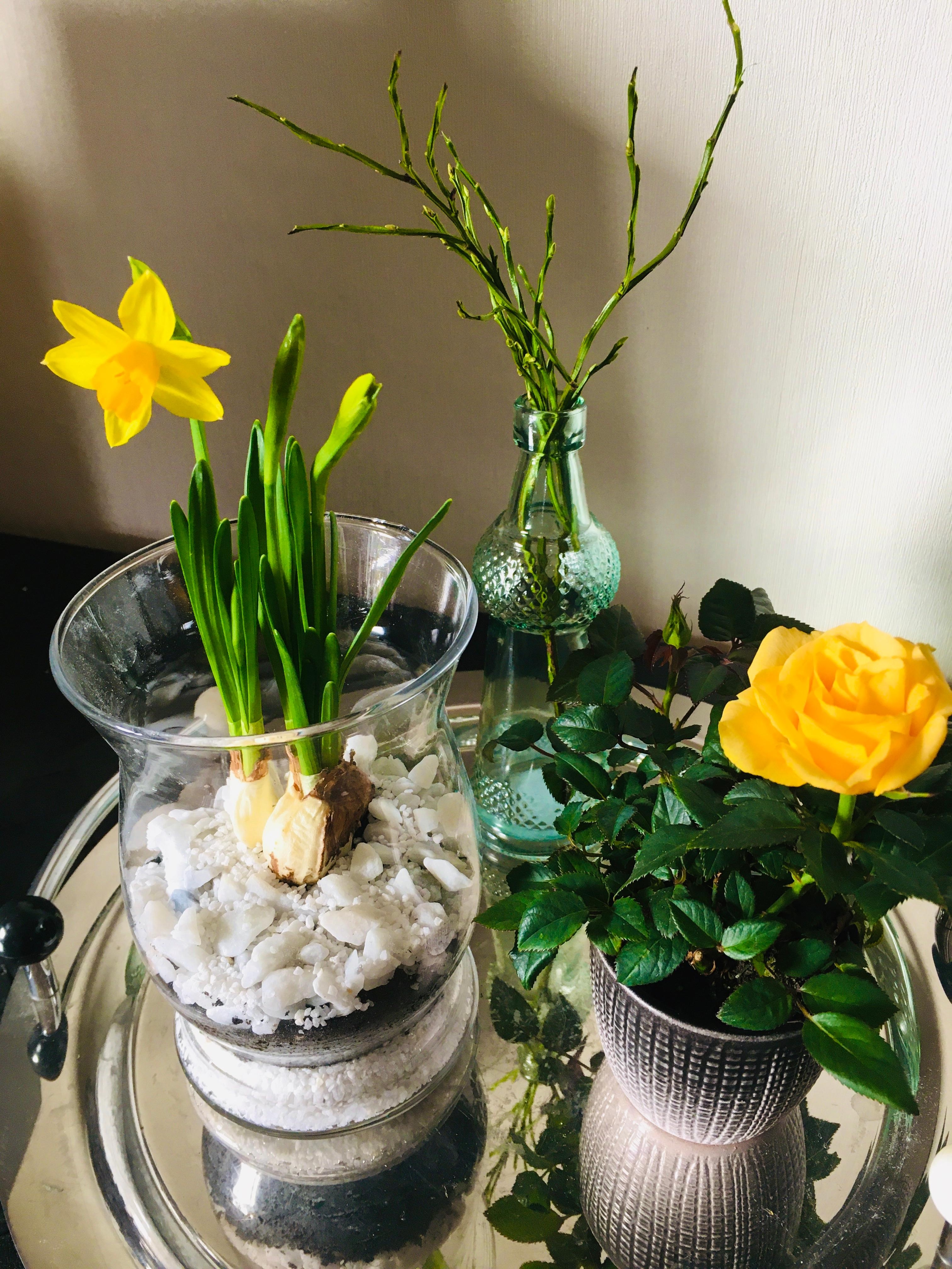#spring #decoration #selfmade #plants