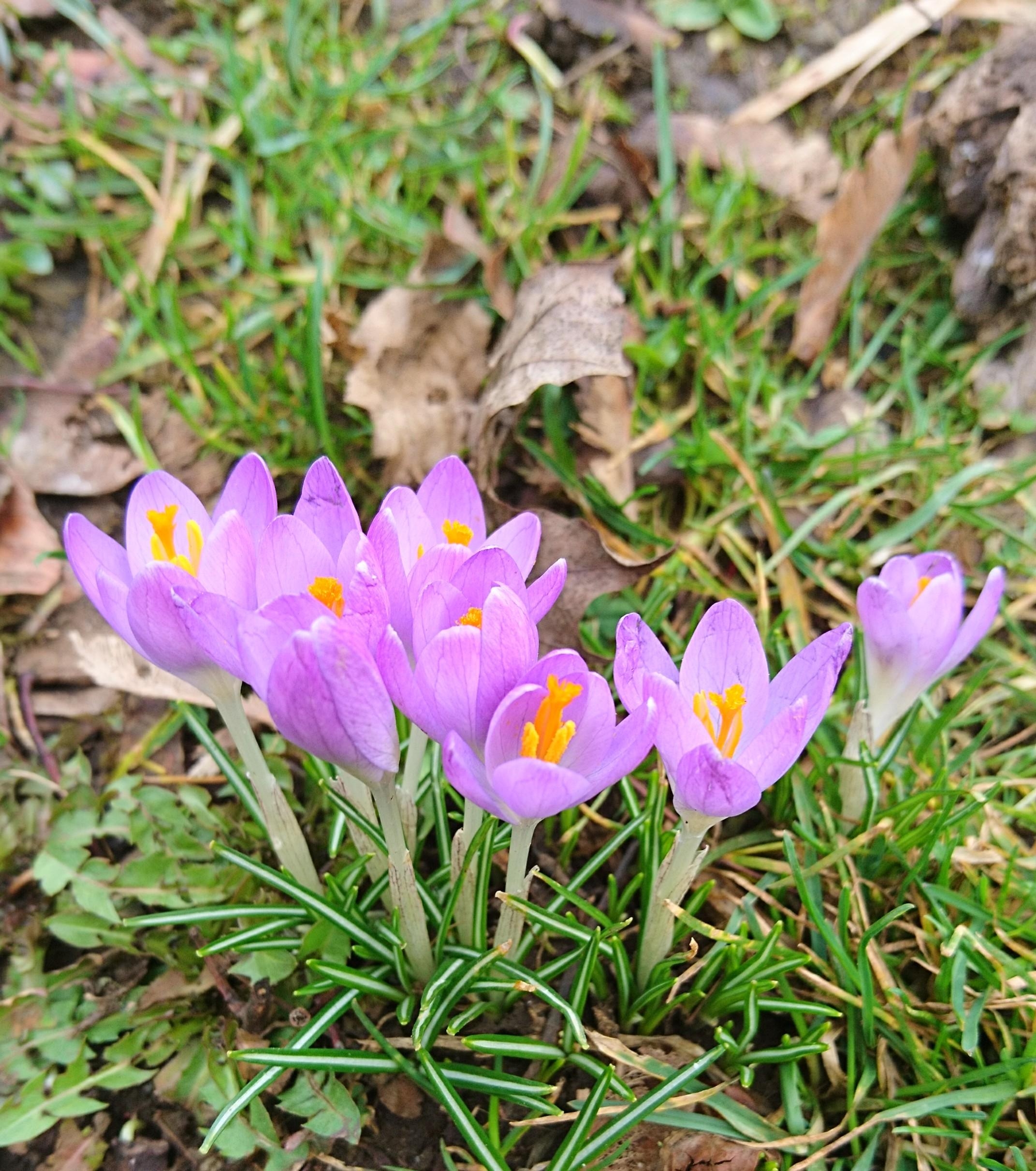 Spring is here ❤️😎🐝

#frühling #Krokusse