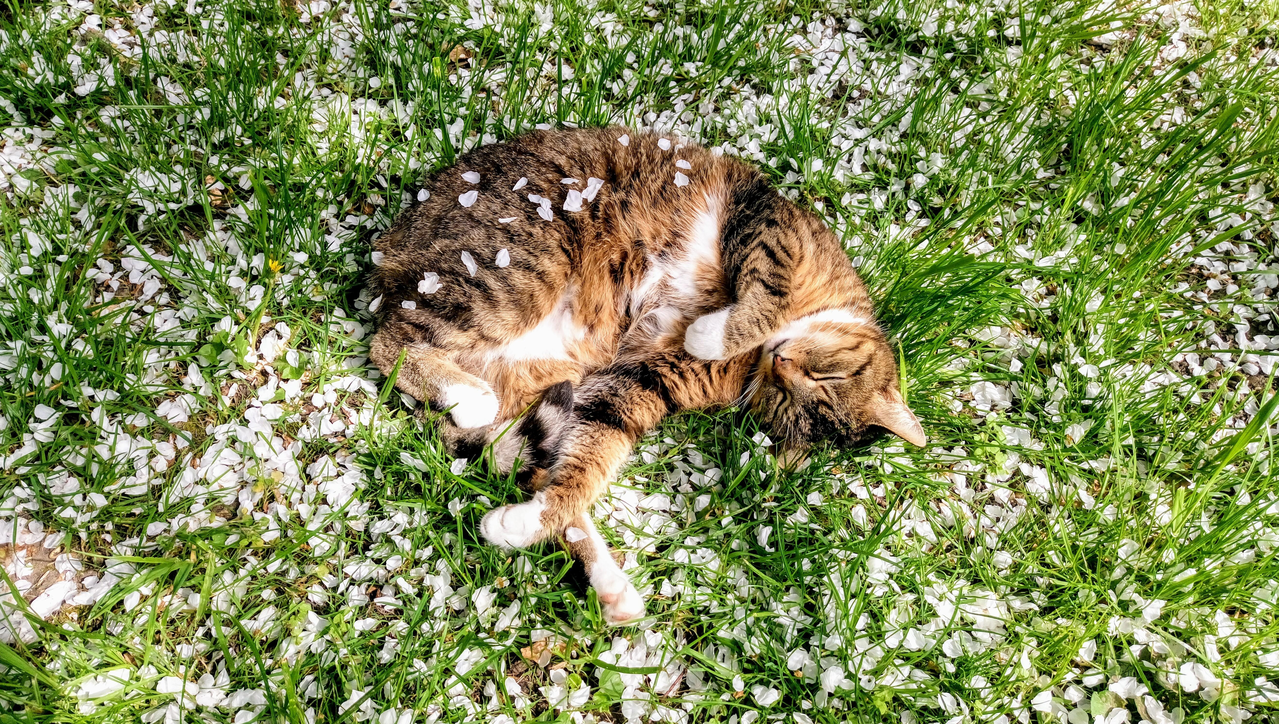 Spring #Kirschblüte #cat #garden #flowers #green #white #natur #germany 