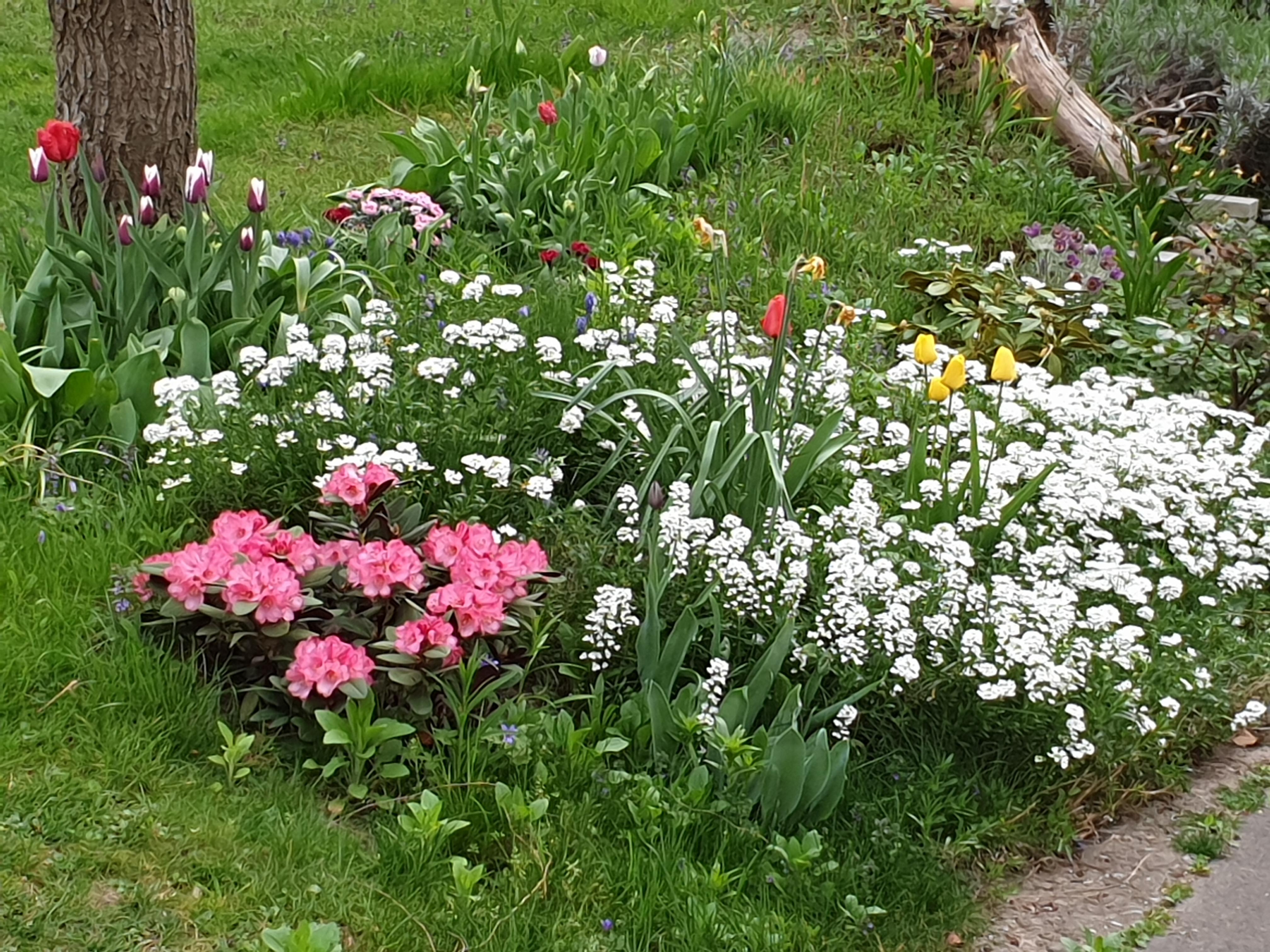 #springtime #flower #beautiful