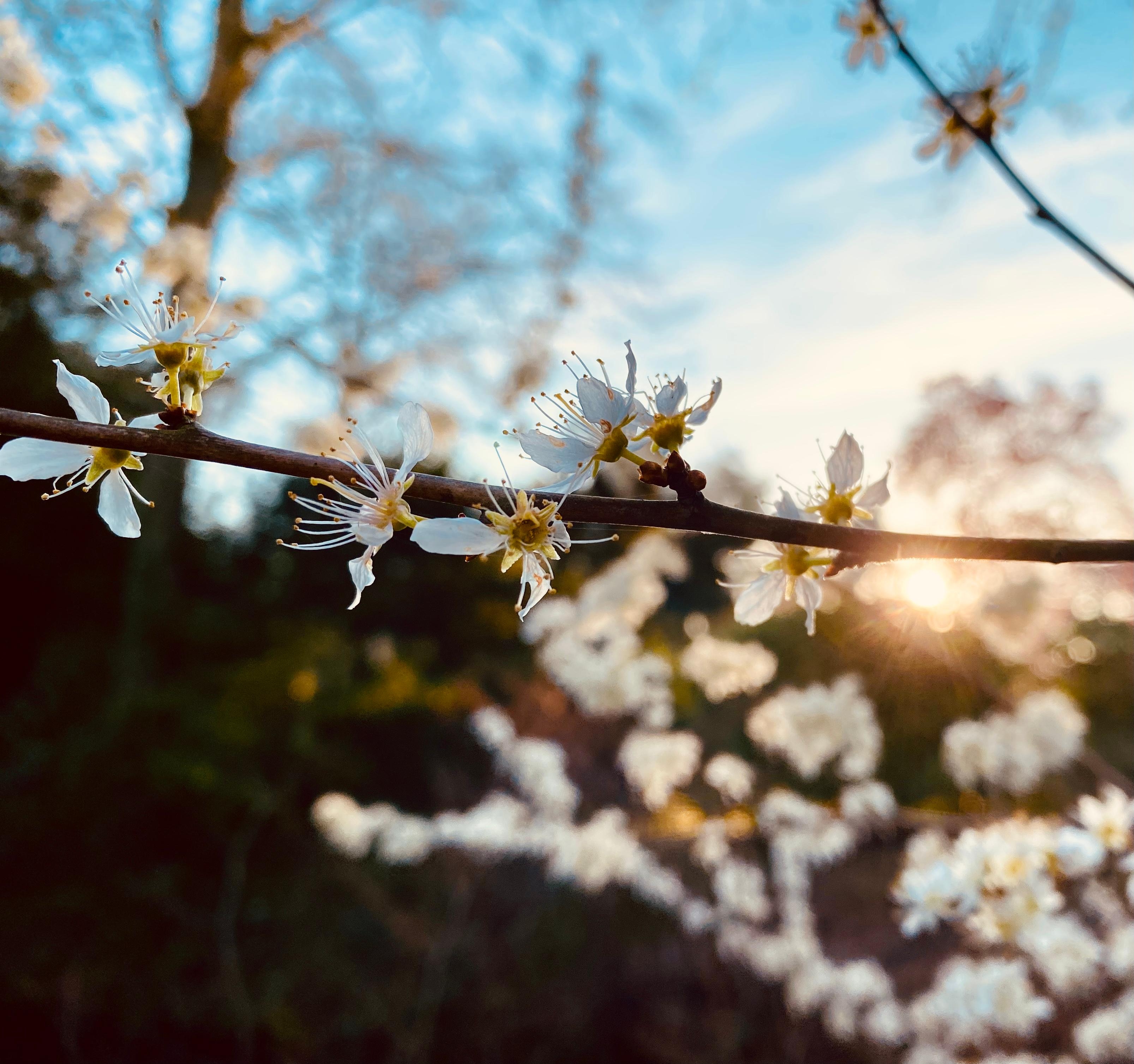 Springvibes - Schnappschuss im Sonnenuntergang #Frühling 