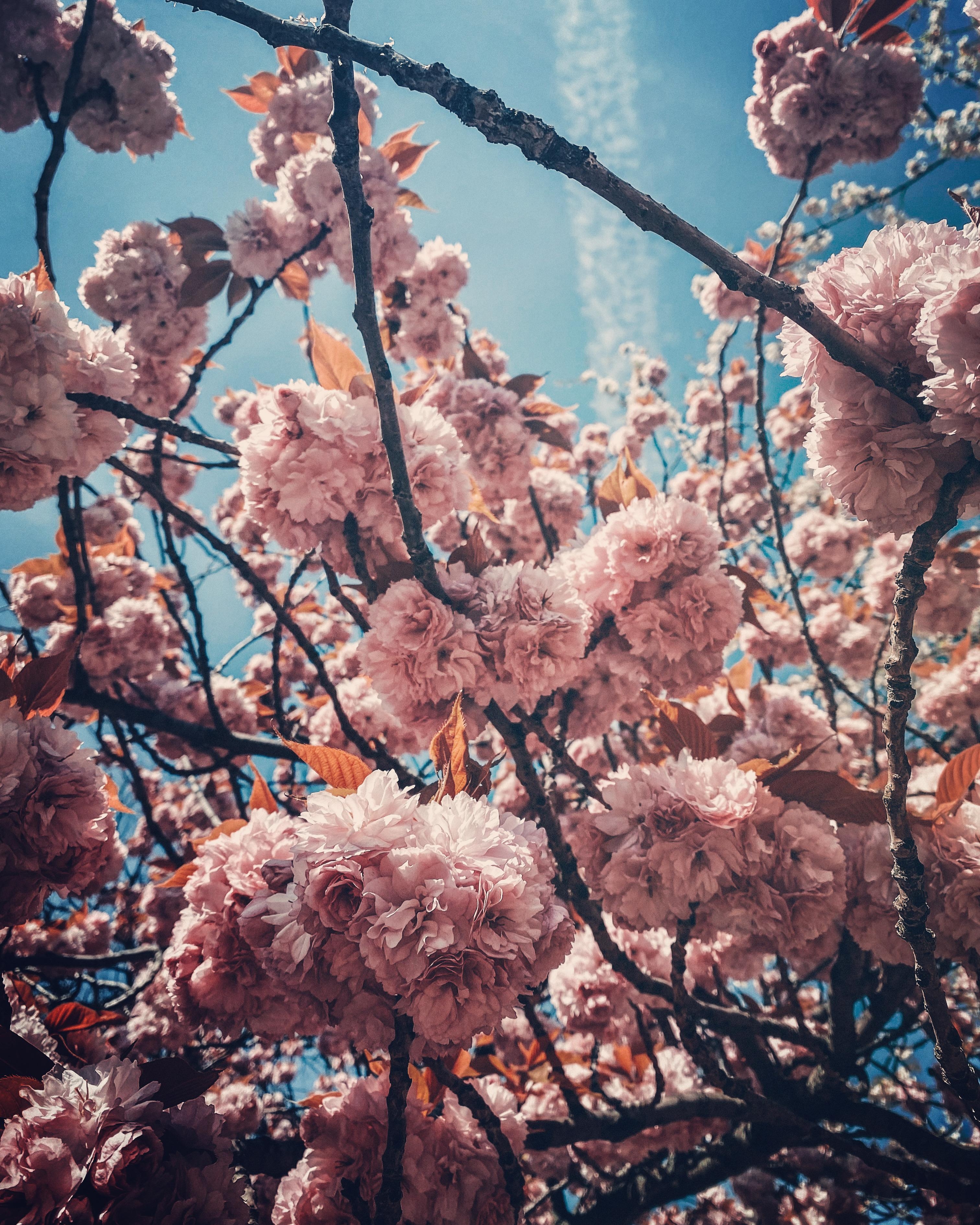 Springvibes #kirschblüte #frühling #blumenliebe #blütenzauber 