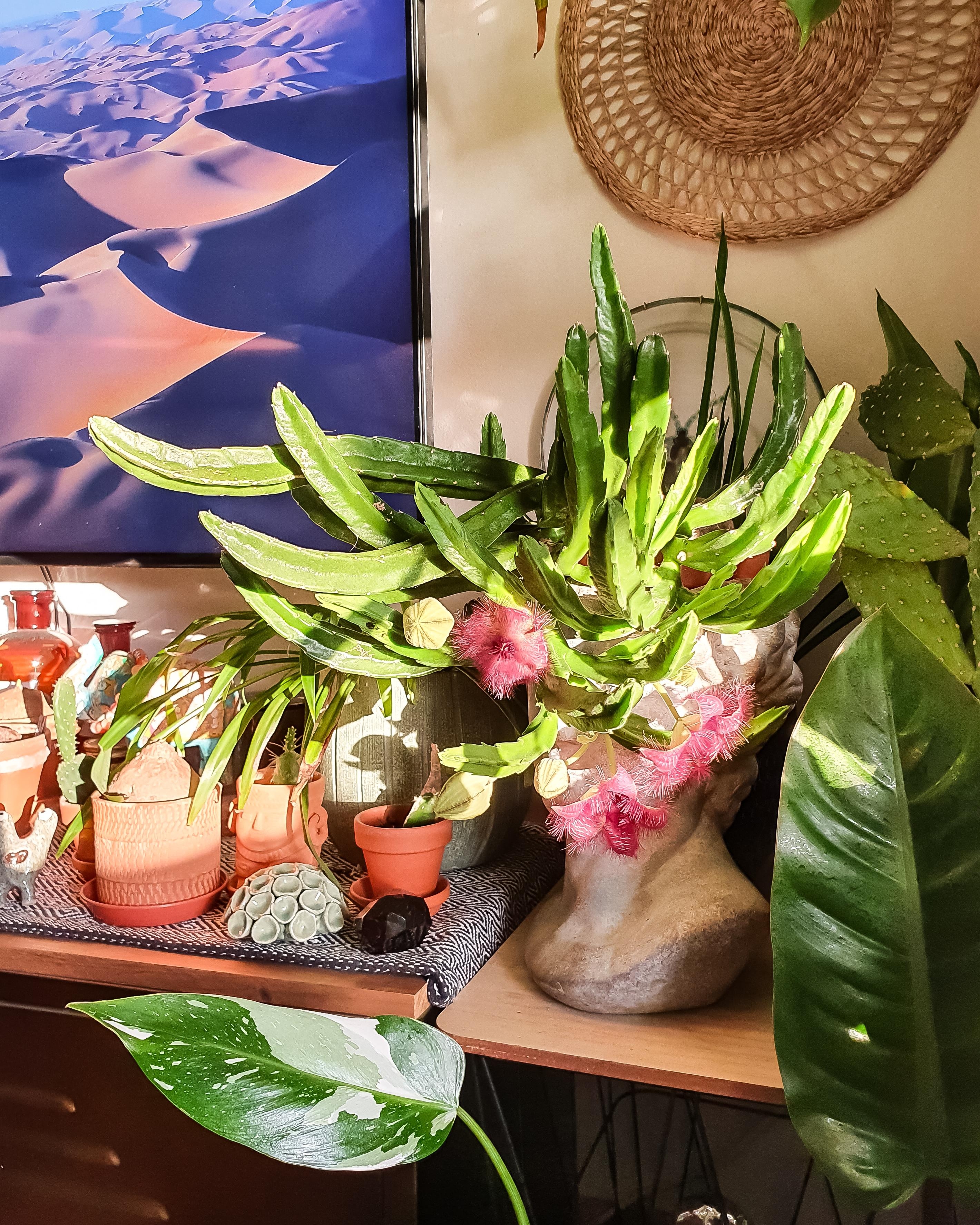 Stapelia Grandiflora #Pflanze #Kaktus #sukkulente #zimmerpflanze #Wohnzimmer #Kommode #sideboard