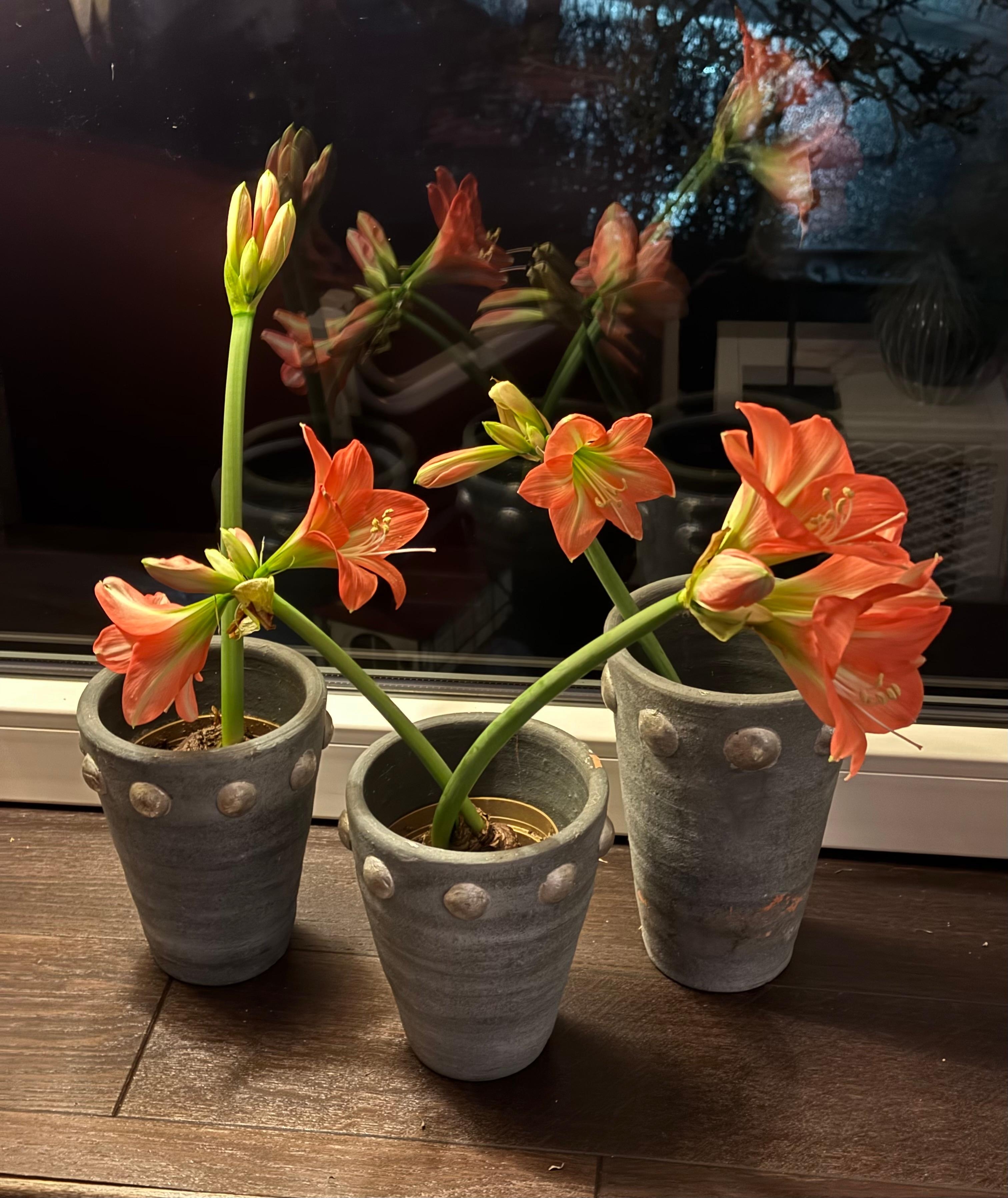 Statt Schnittblumen: Mini-Amaryllis im Topf.
#Blumen #Winter