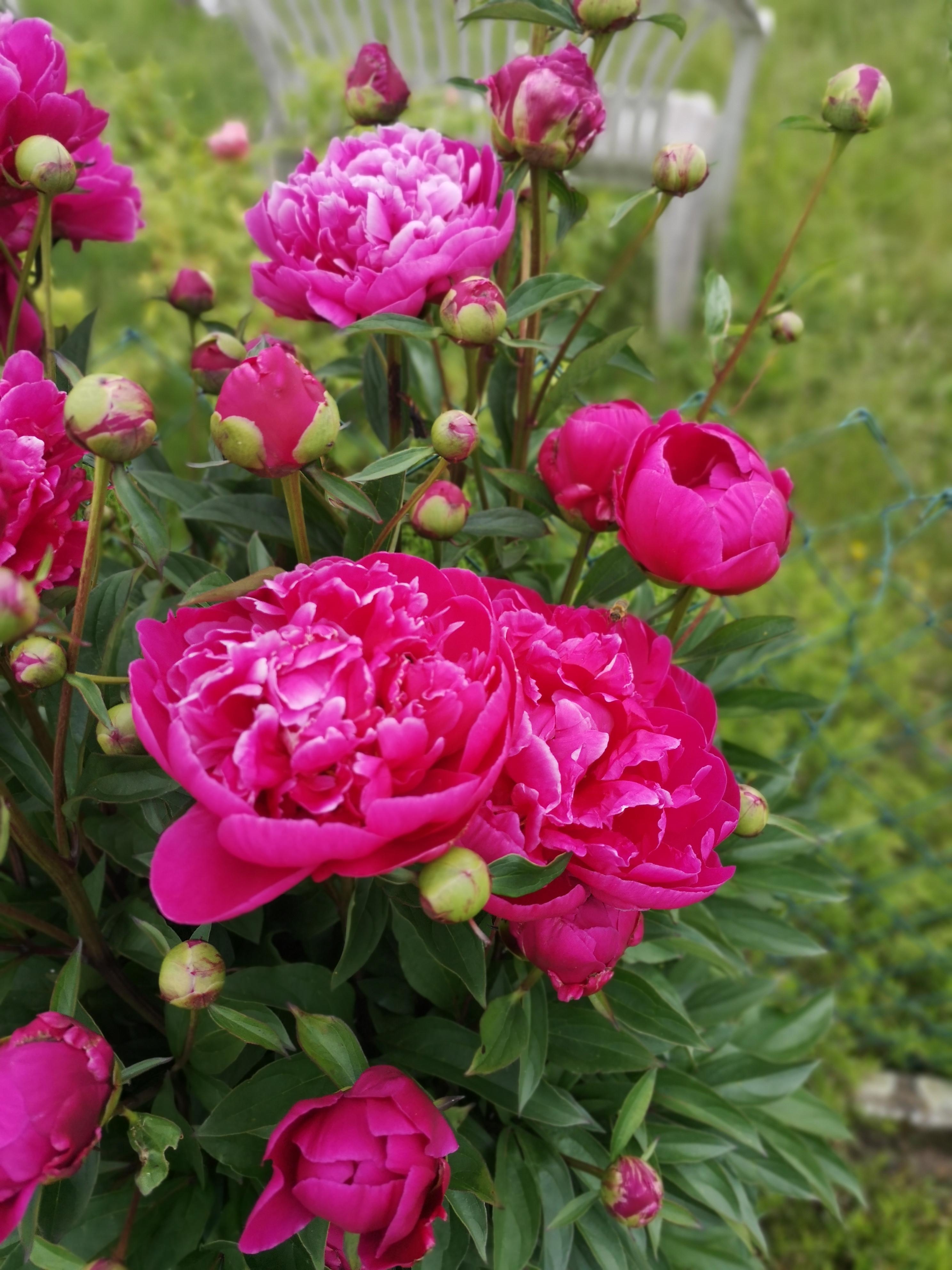 Stolz.. Auch wenn diese Blumen aus dem Garten meiner Tante sind😜
#gartenblumen #pink 