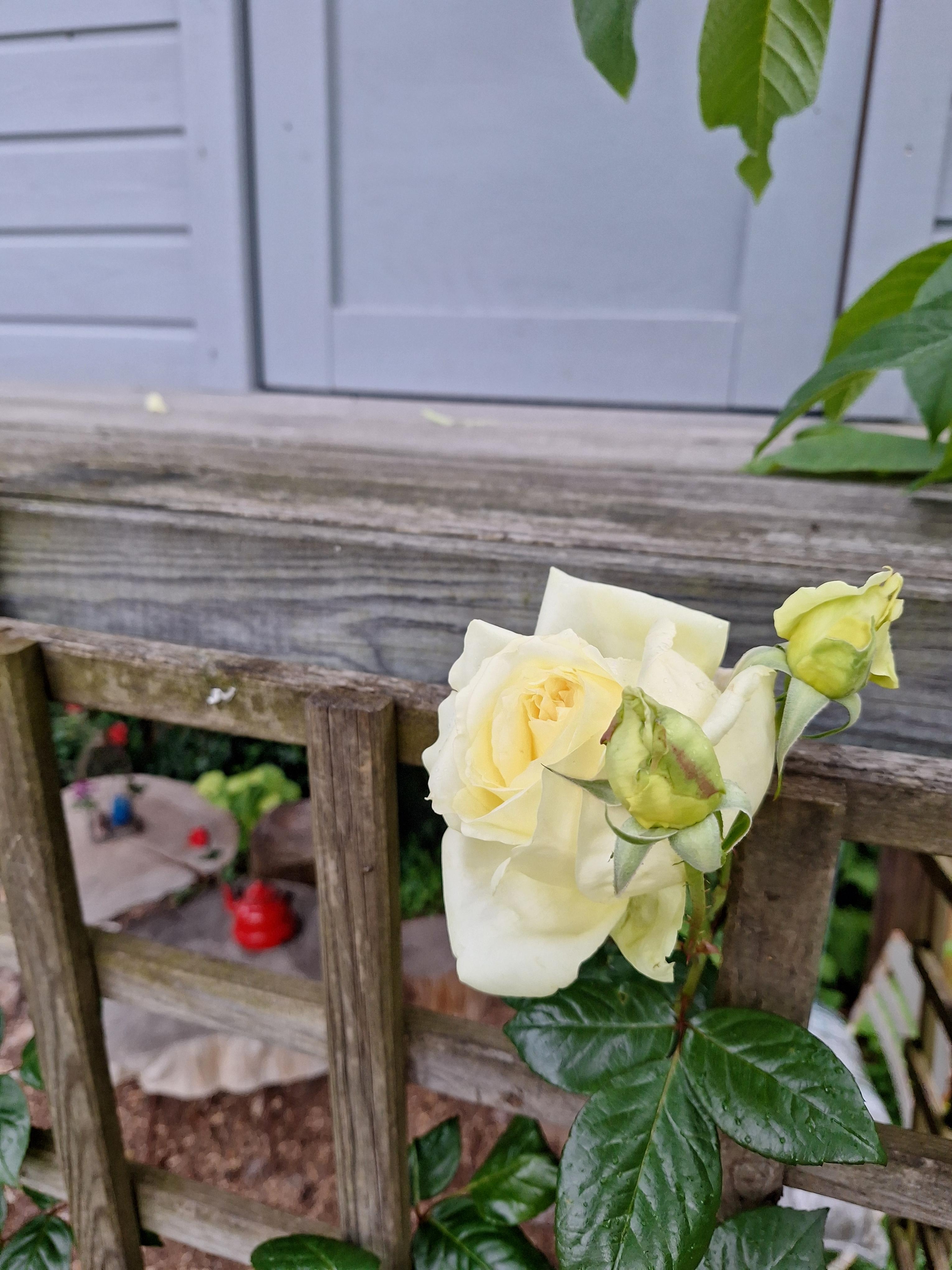 STOLZ
#Rose #Garten #BlumenimGarten #Deko #Häusschen