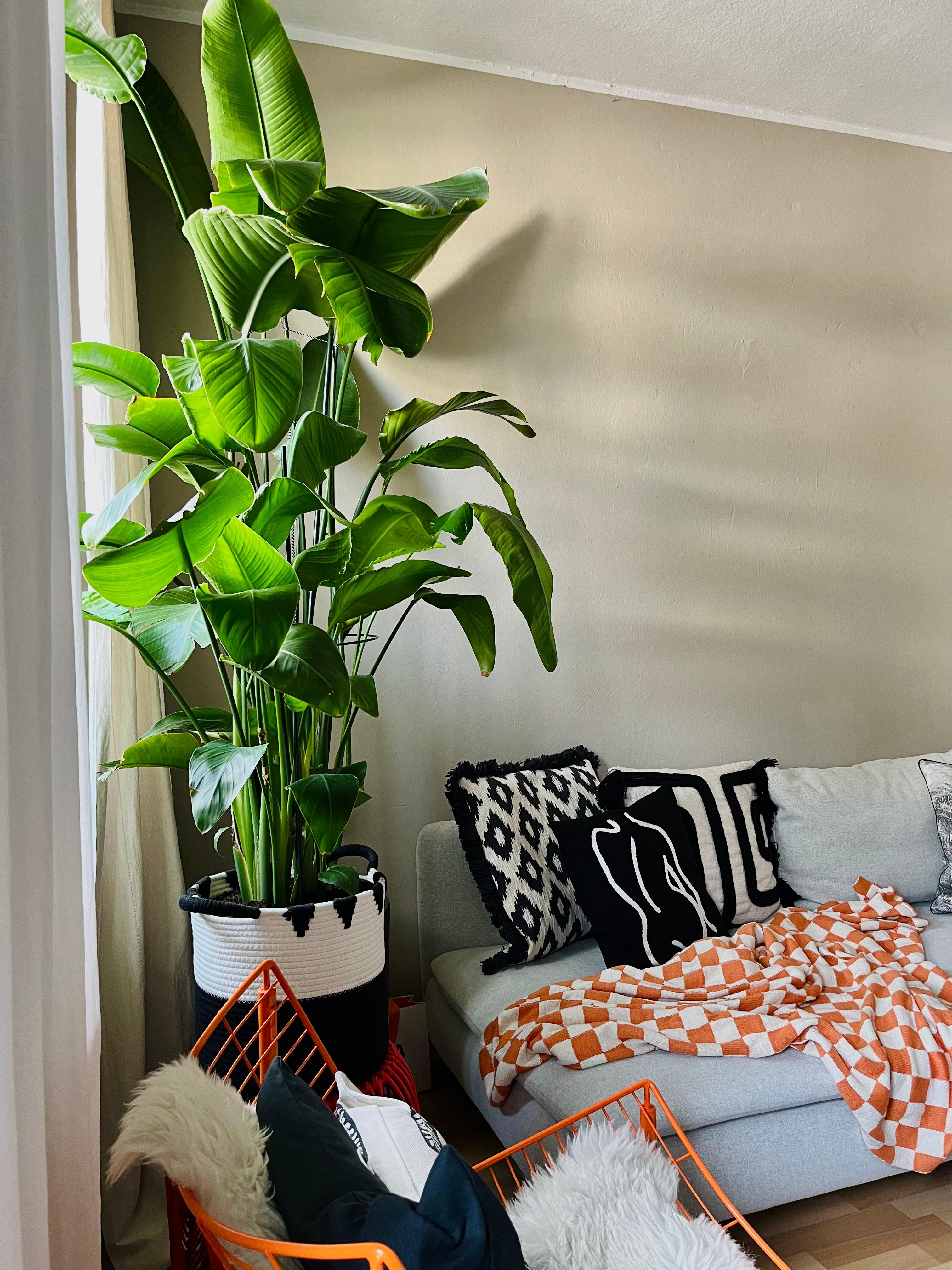 Strelizienliebe 
#growgrowgrow #orangedetails #livingroom #söderhamn 