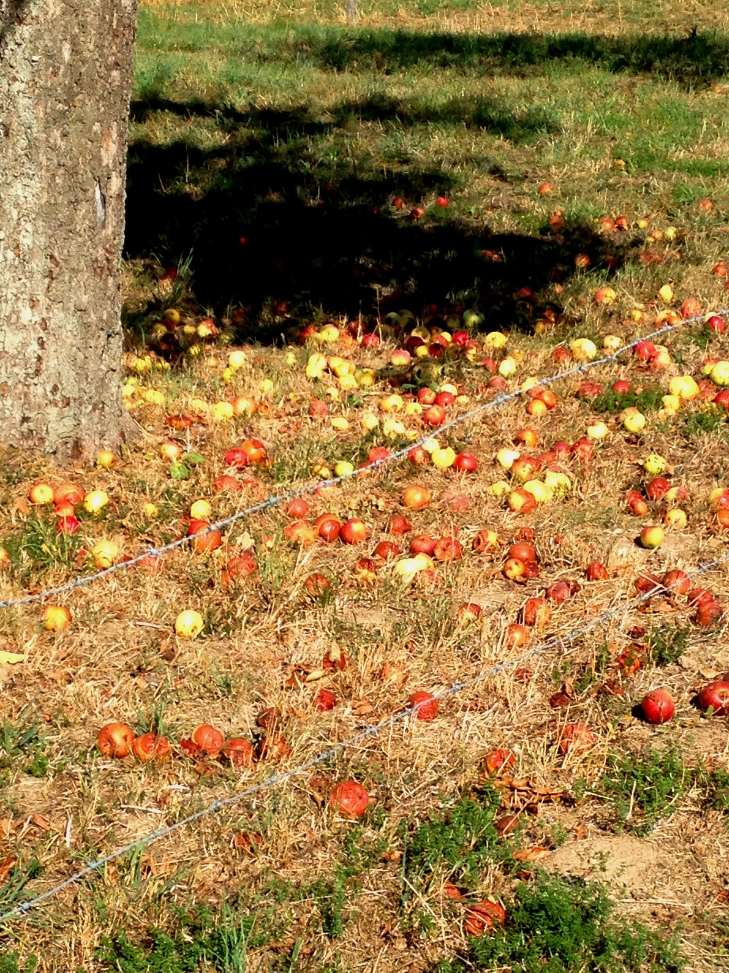 Streuobstwiese #äpfel die leider keine Verwertung finden :(