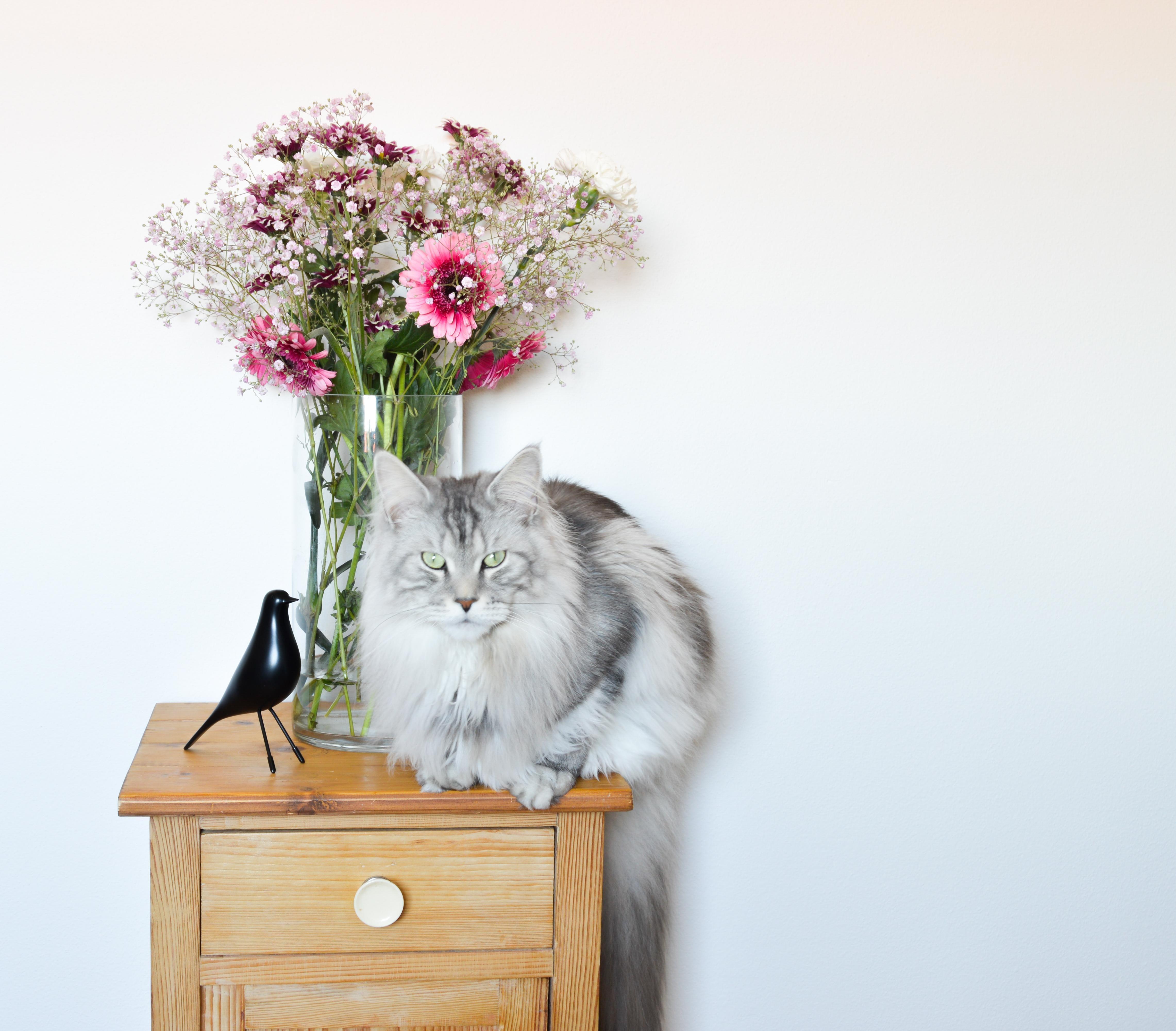 Stubenhocker
#Katze #bauernmöbel #interior #flowers #blumenstrauß #frischeblumen #frühling #happy #cat