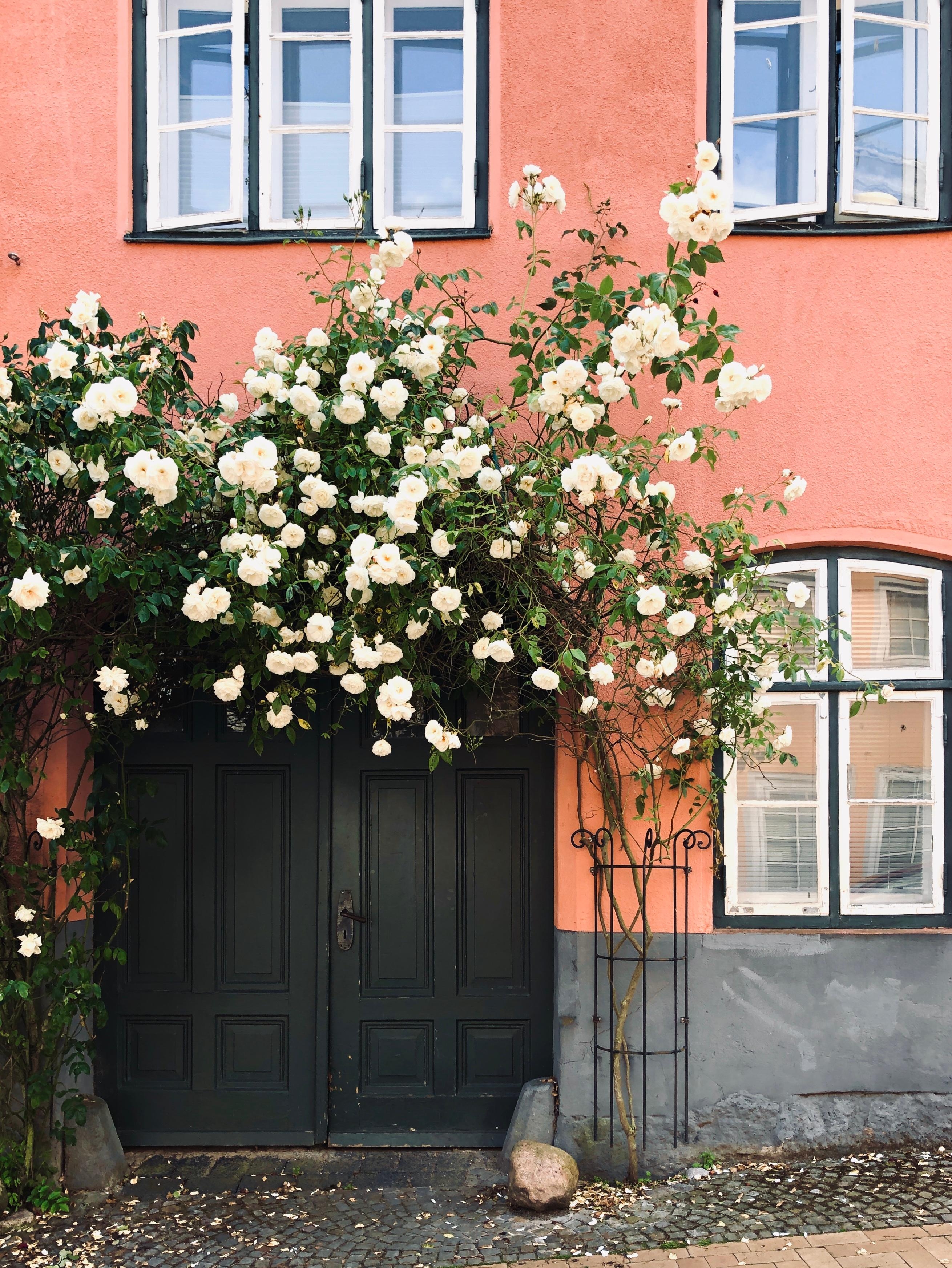 Summer blossom. 
#flowers #facades #streetphotography #home #flensburg