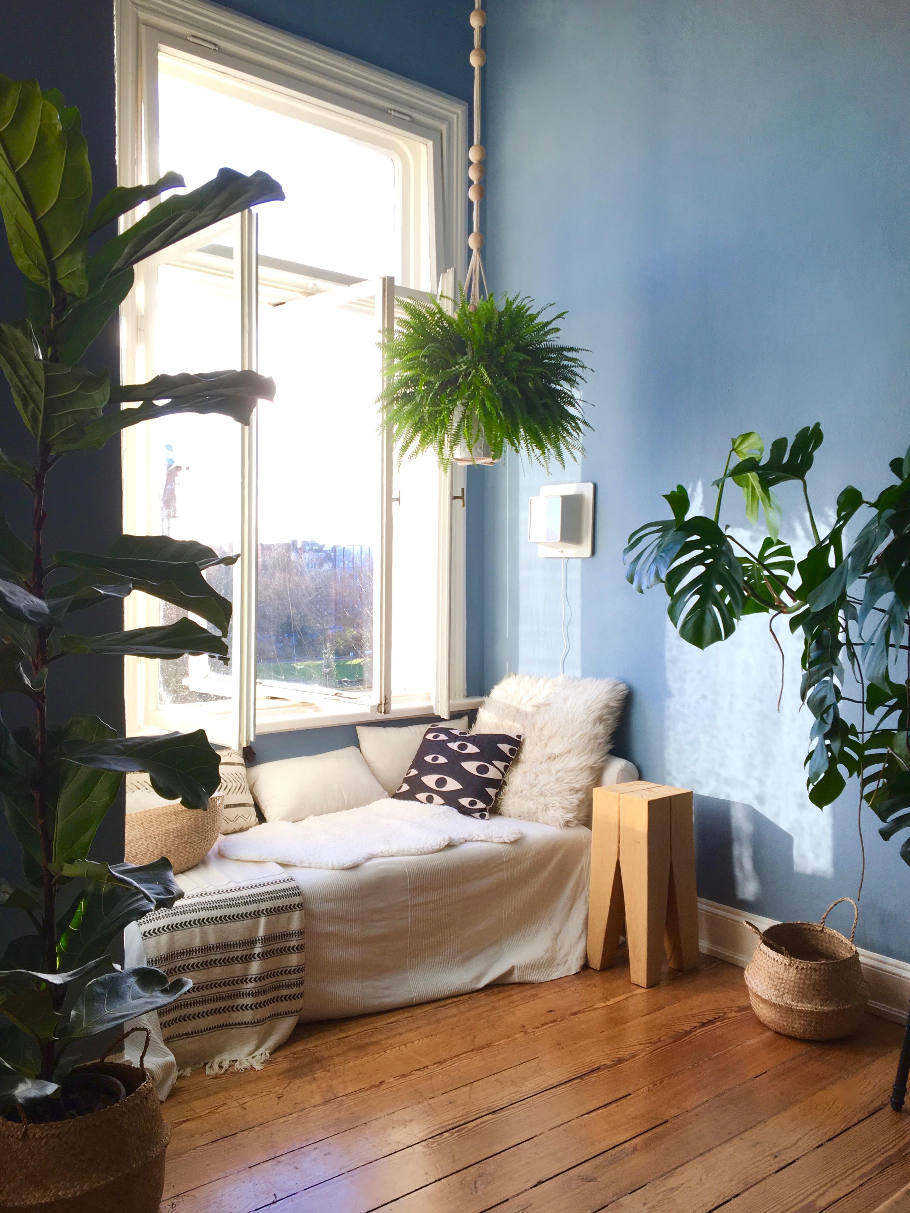 Sun meets blue wall 🌞 💙

#alpinafarben #ruhedesnordens #altbau #zimmerpflanzen #holzdielen
