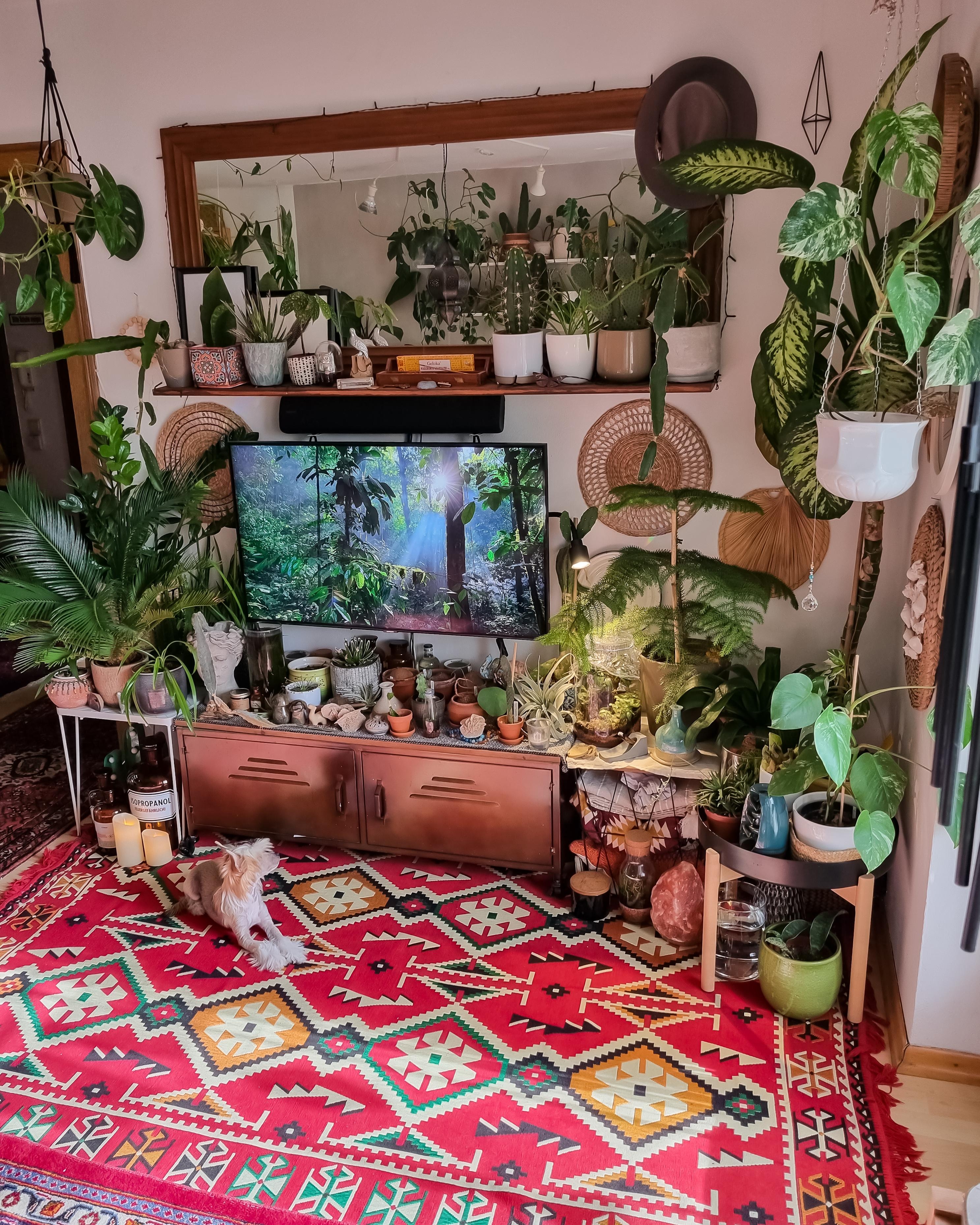 Sunday vibes ☀️🪴📺✌🏼 #Wohnzimmer #Pflanzen #Kommode #Teppich #boho #hippie #urbanjungle #Spiegel #regal #sideboard 