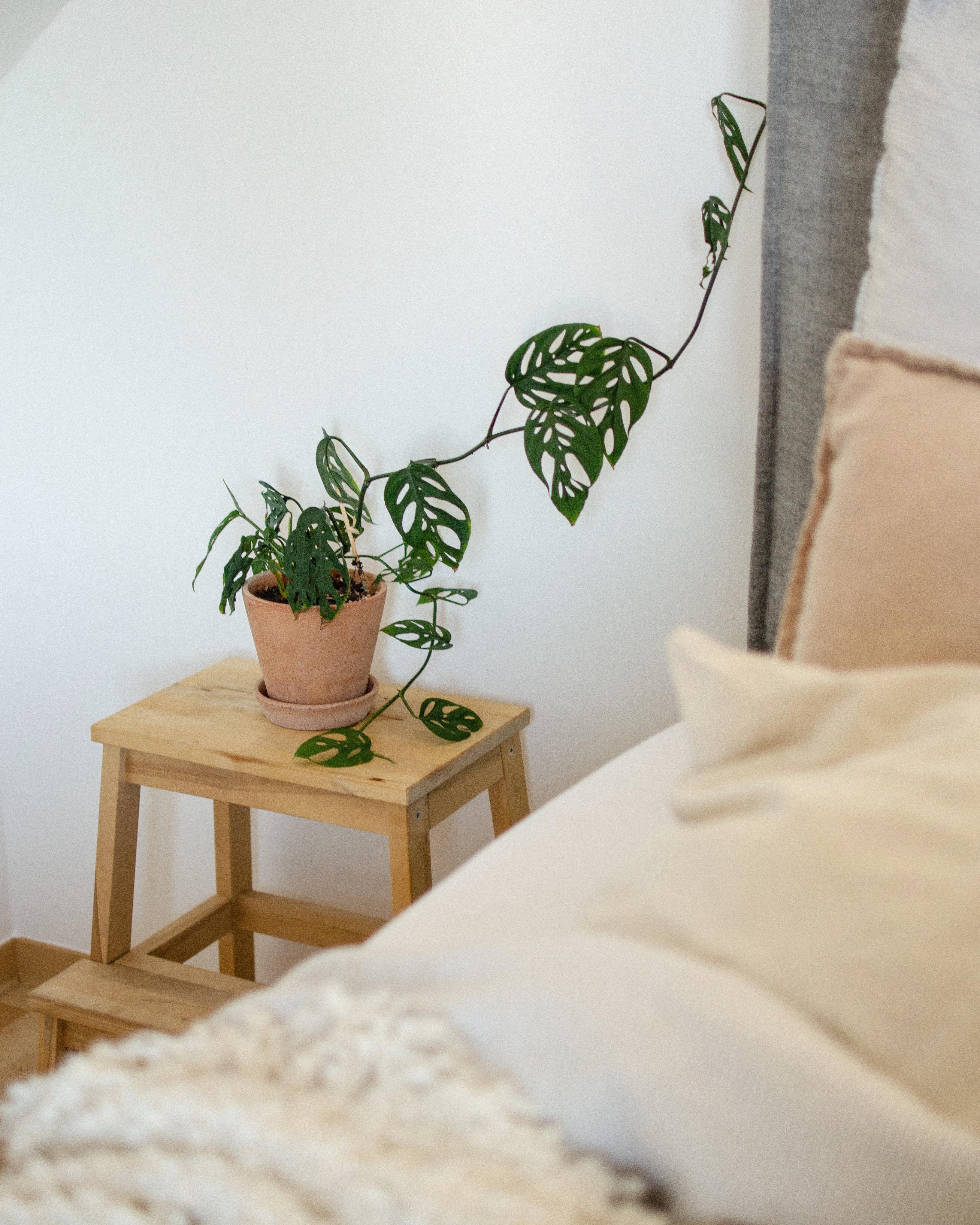 Sundays are for staying in bed. 🧘🏻‍♀️ #bedroom #home #bed #ikeahack #plant #interior 