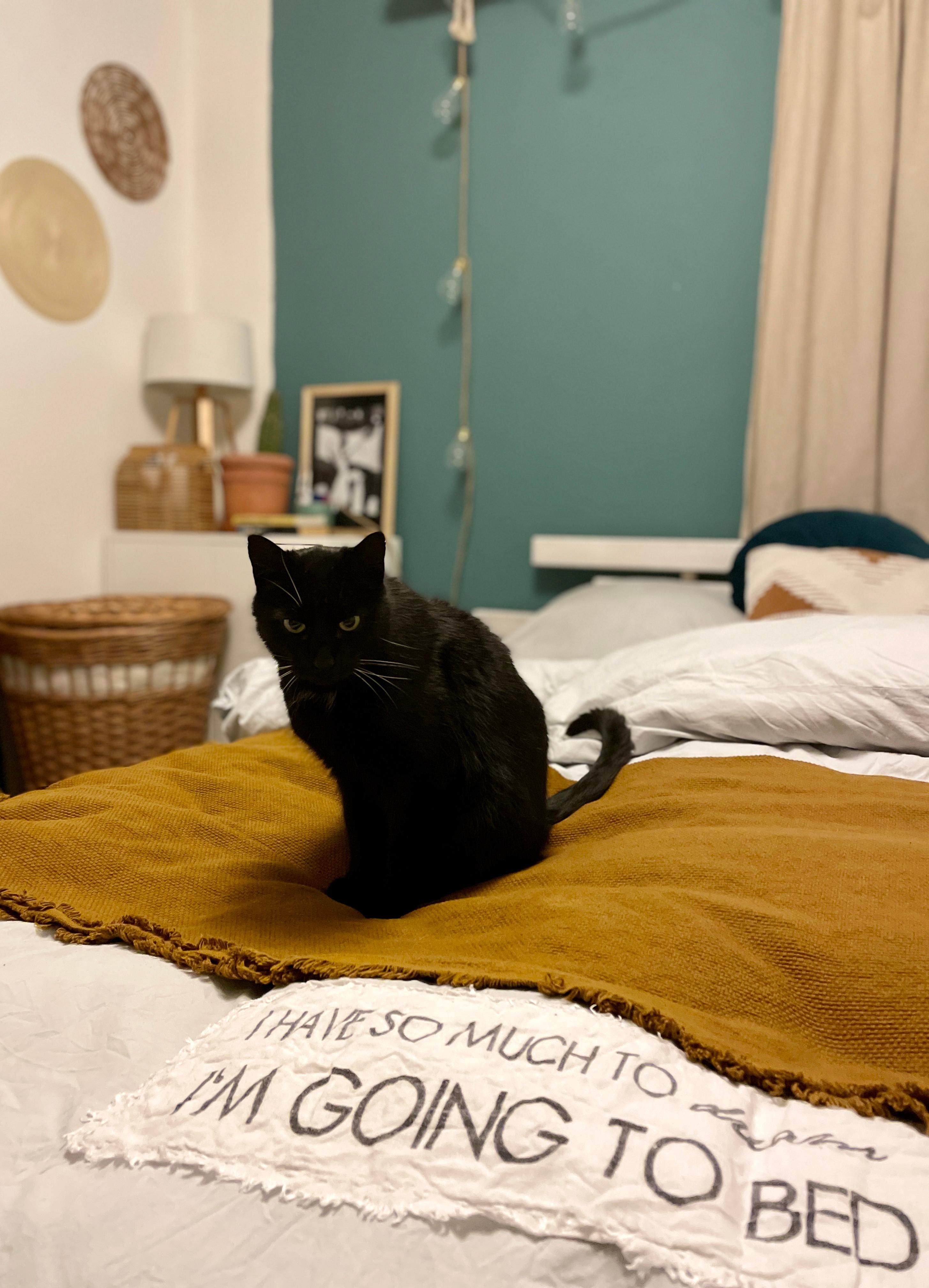 Sundays in bed.... #alanthecat#blackcat#stayinbed#cozyhome#hygge#couchmagazin#couchstyle