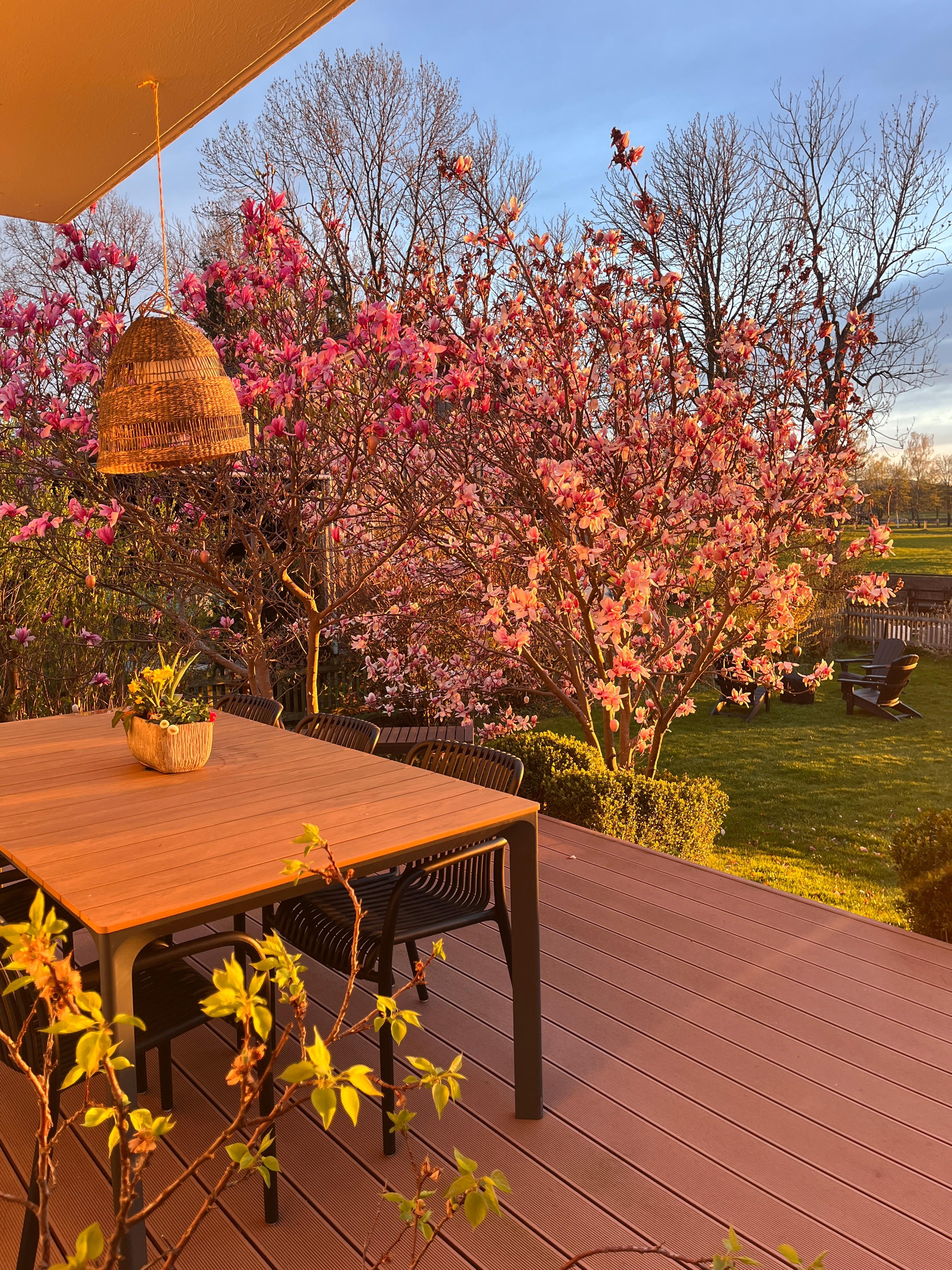 Sundowner ☀️ 
#aprilwetter#garten#outdoorliving#sundowner#magnolie#frühling#feuerstelle#adirondack#sunset#abendsonne