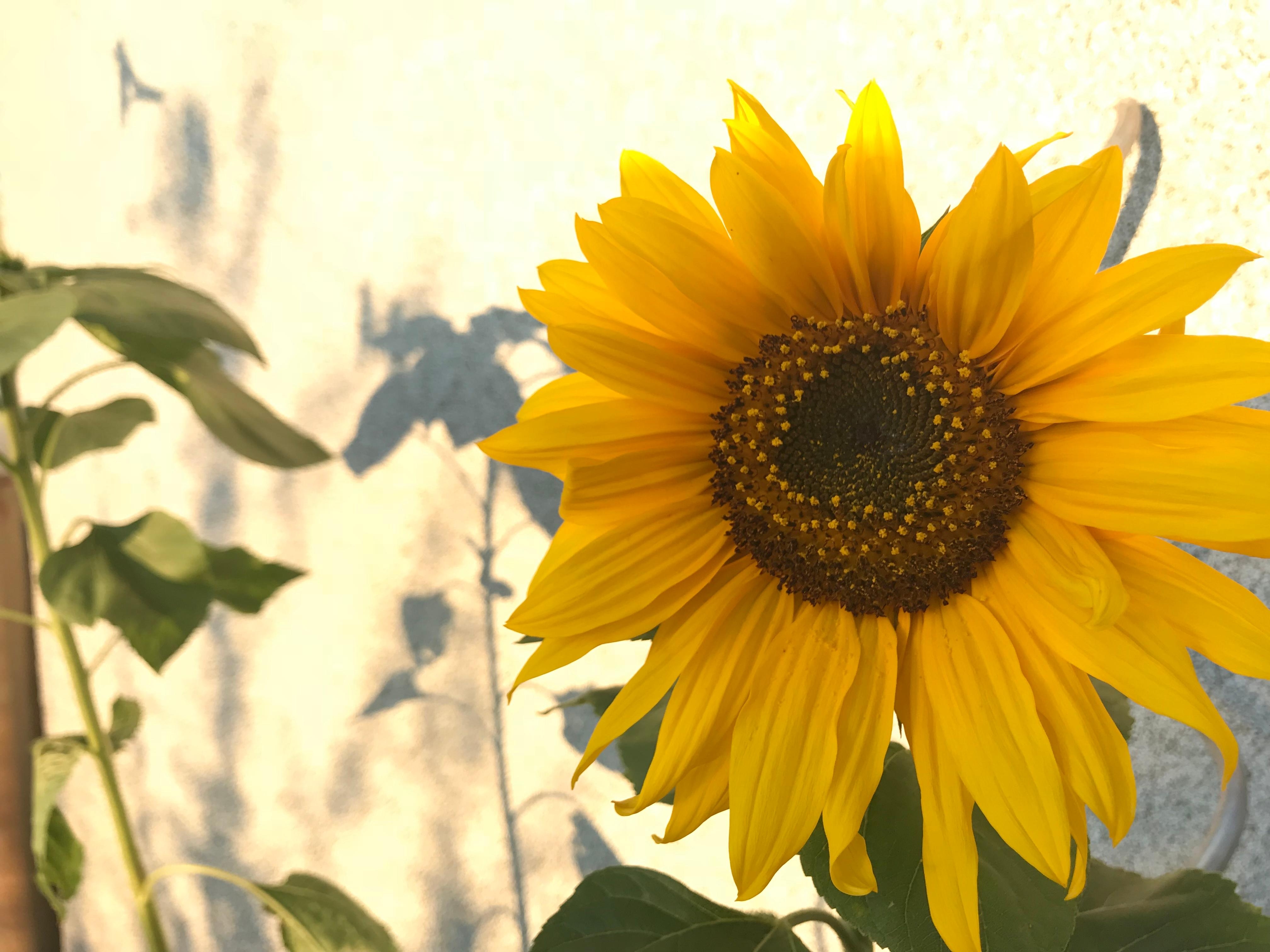 #sunflower#summer