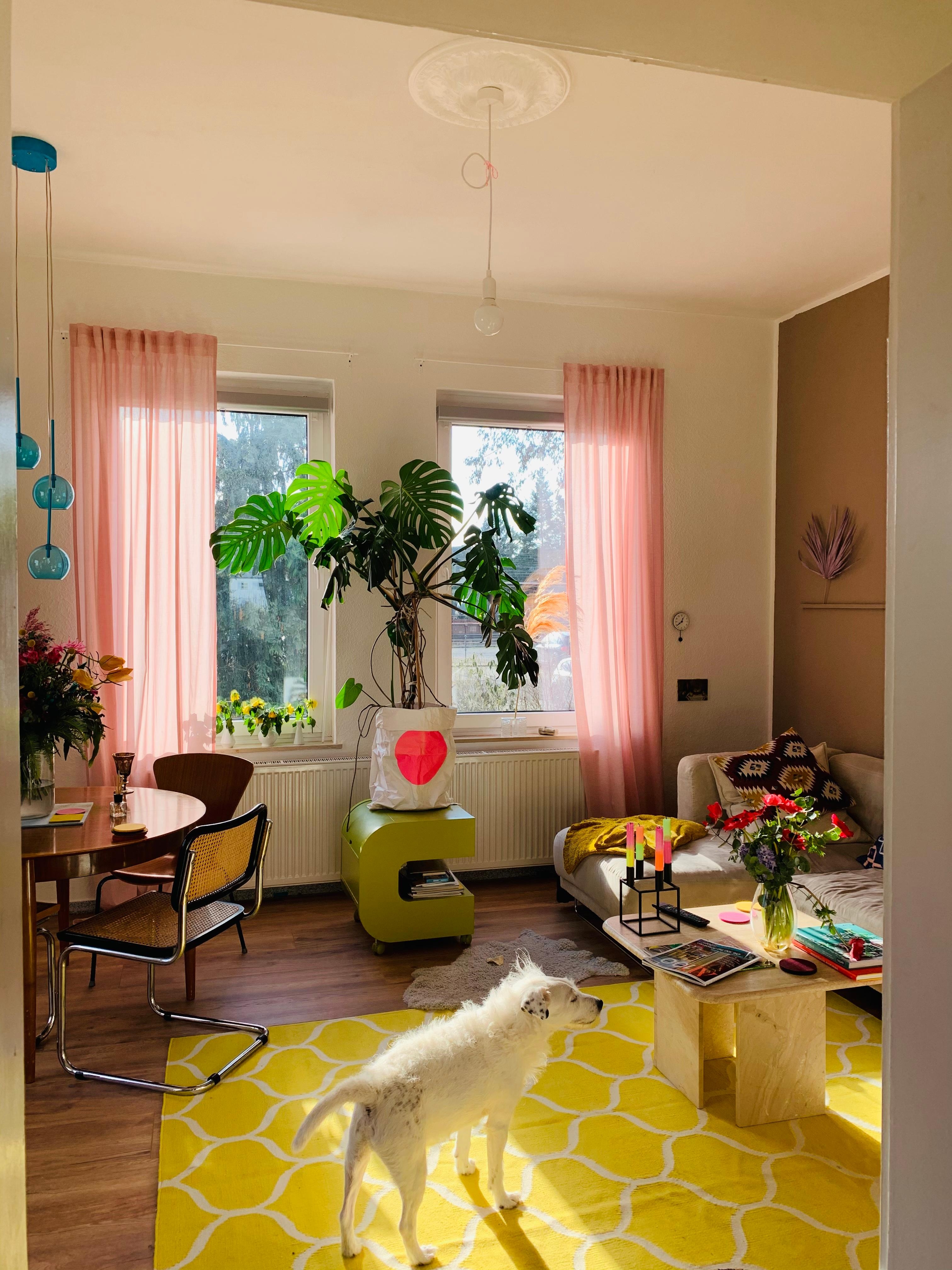 #sunlight #livingroom #farbeüberall #monstera #pflanzenliebe