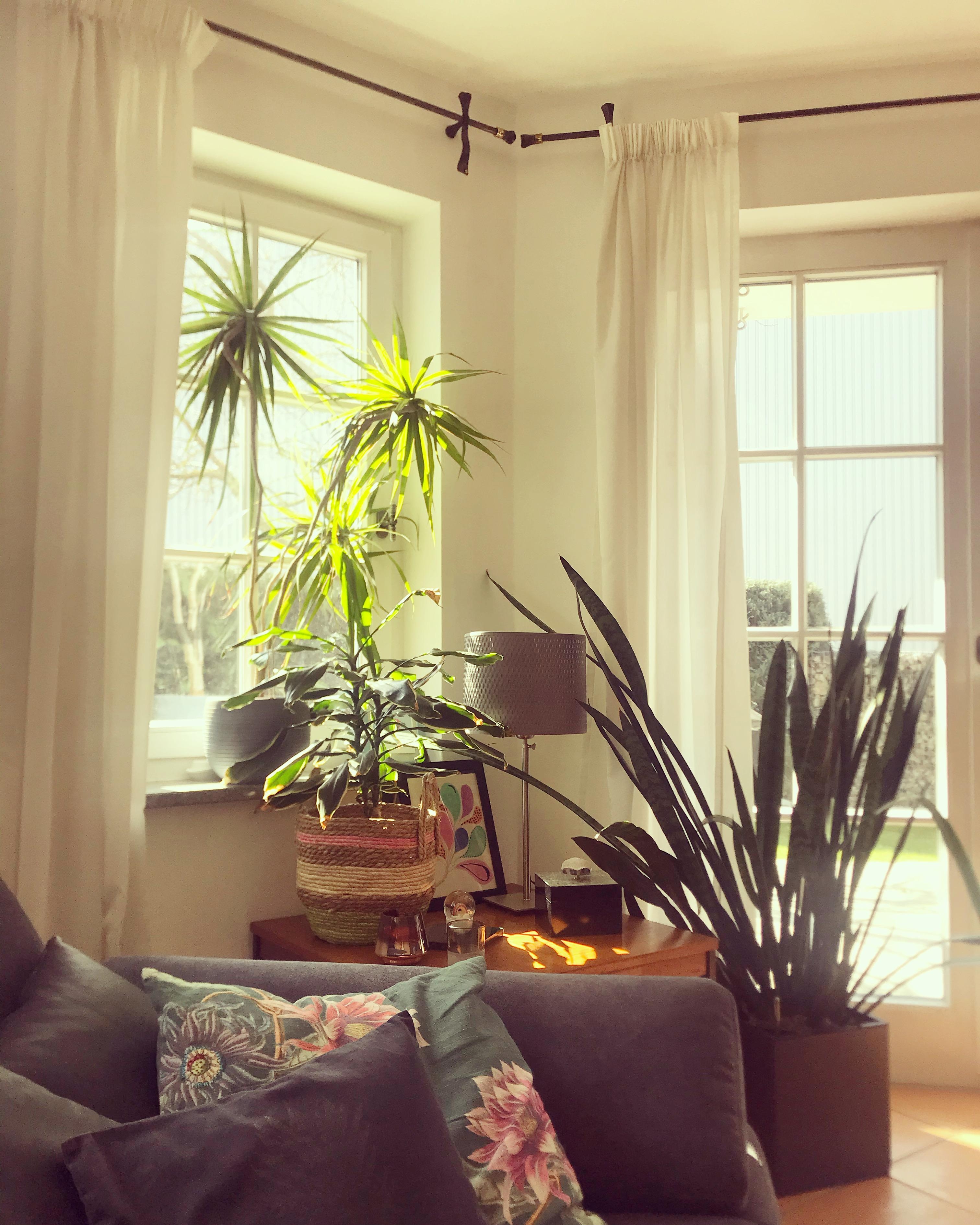 #sunshine #homesweethome #couch #pflanzenliebe