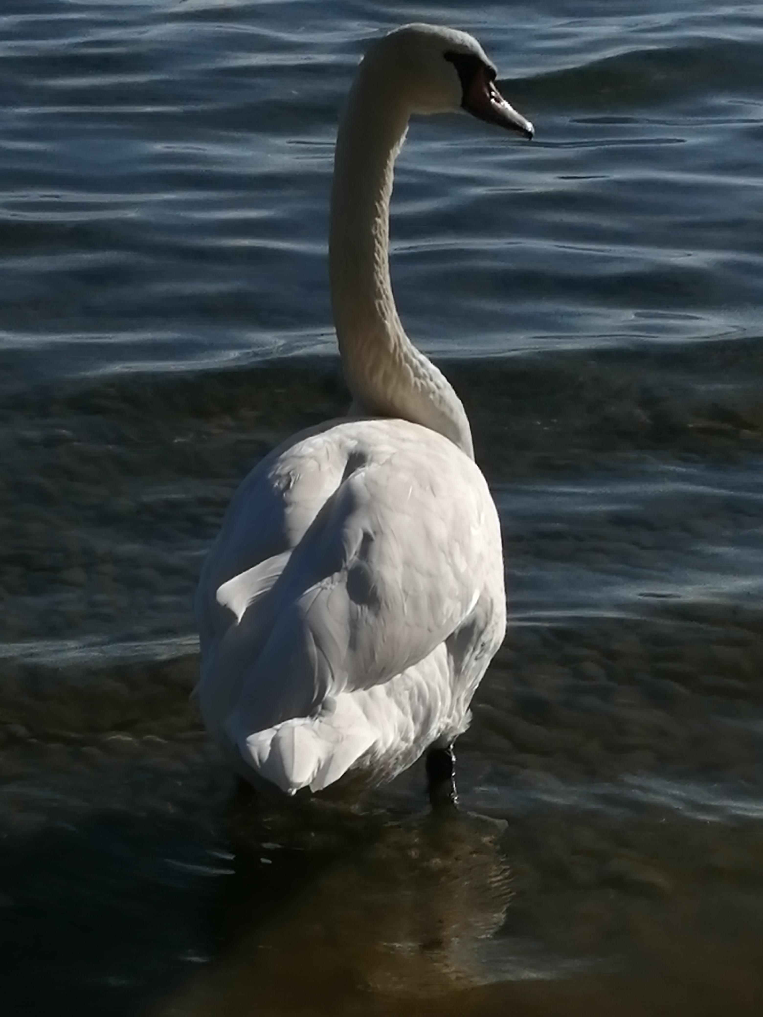 #swan#nature