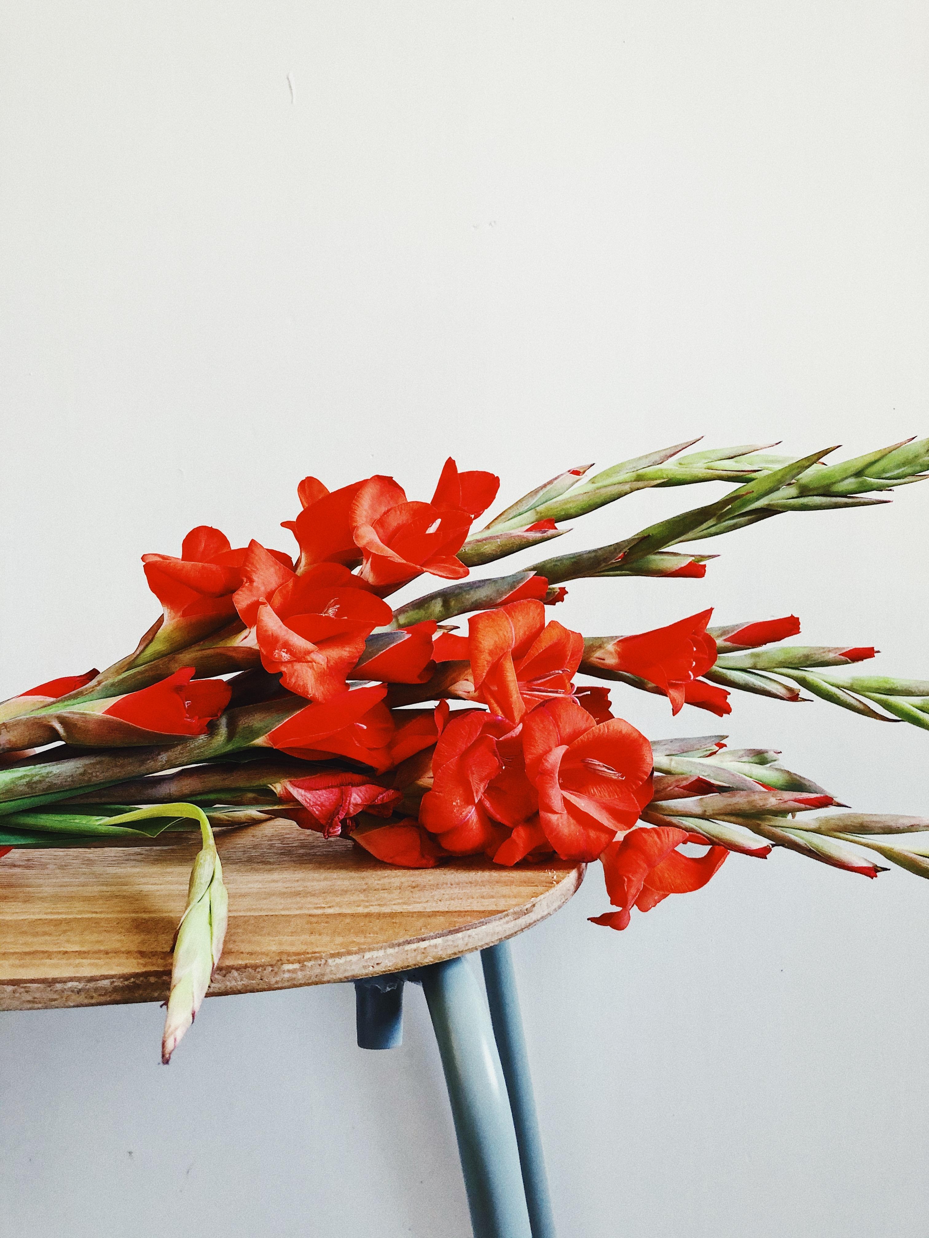 TAKING A REST
#gladiolen #freshflowers #blumenliebe #flowerpower #details
