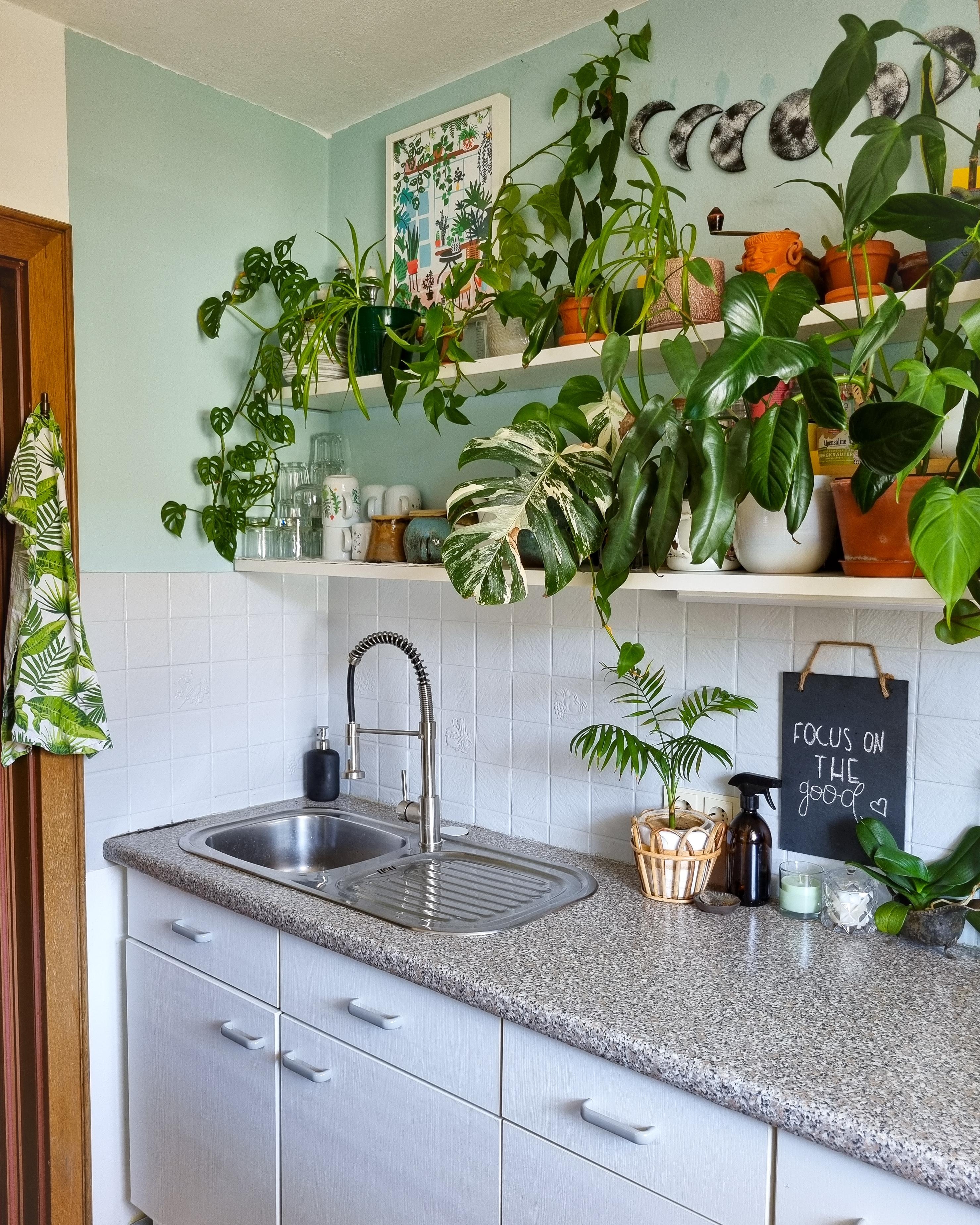 TGIF 🪴✌🏼 #Küche #Pflanzen #Regal #Zimmerpflanzen #spüle #dekoidee #deko #Geschirr #keramik