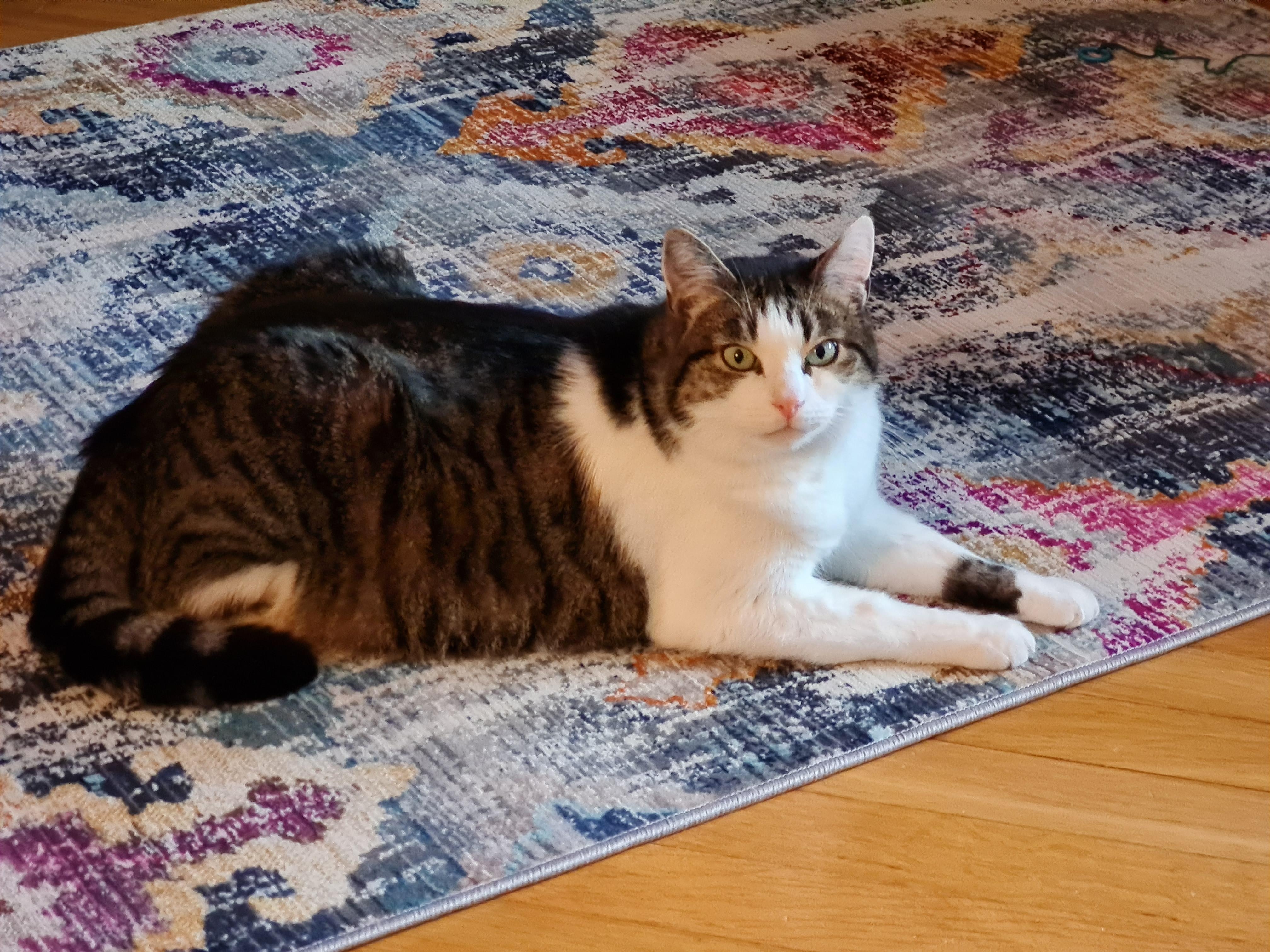 #tierliebe Sir Archie und der neue Teppich