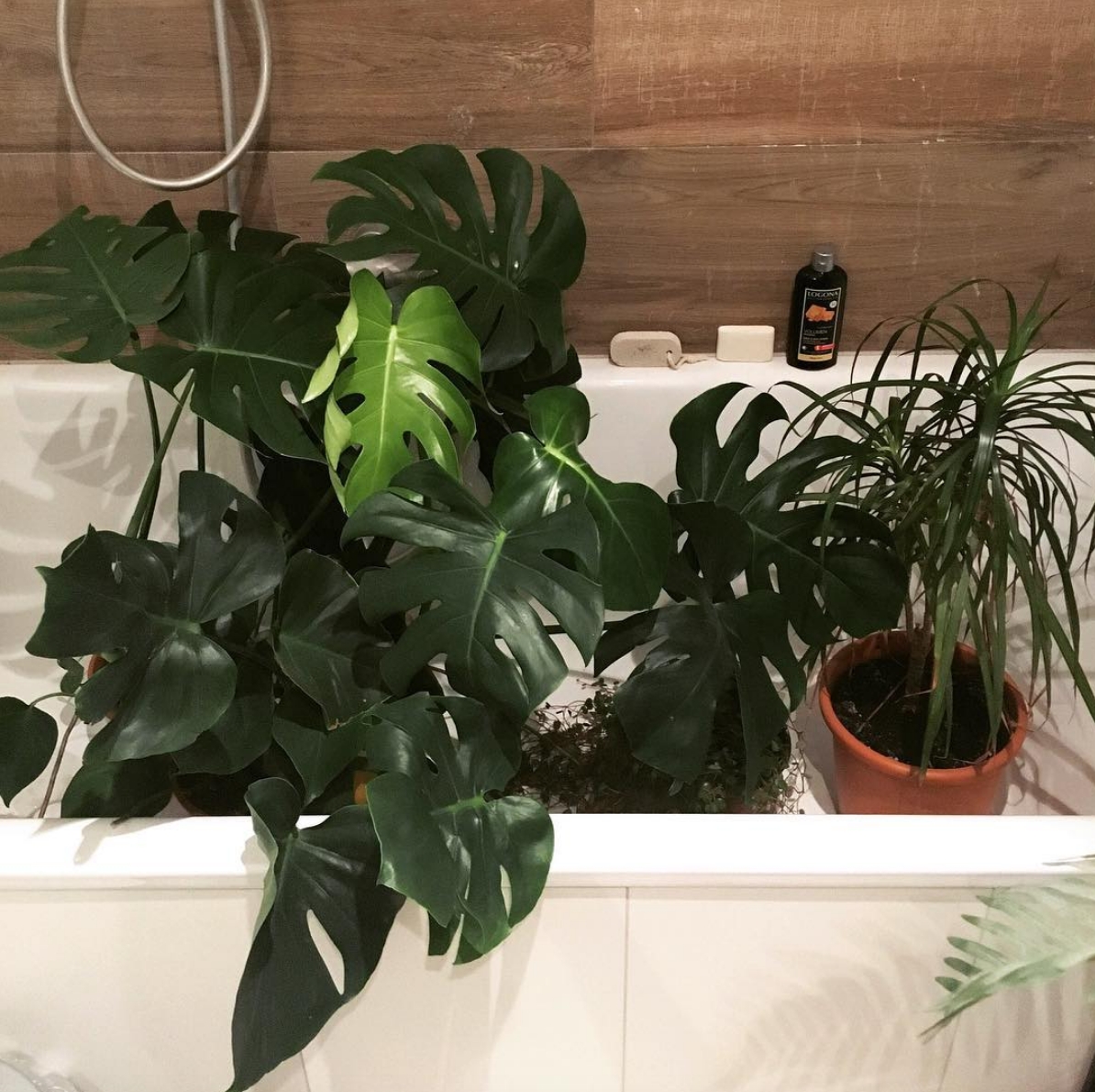 Time for a bath! 🌿🛀🏻 #monstera #monsterart #plants #badezimmer #zimmerpflanzen #einrichtung