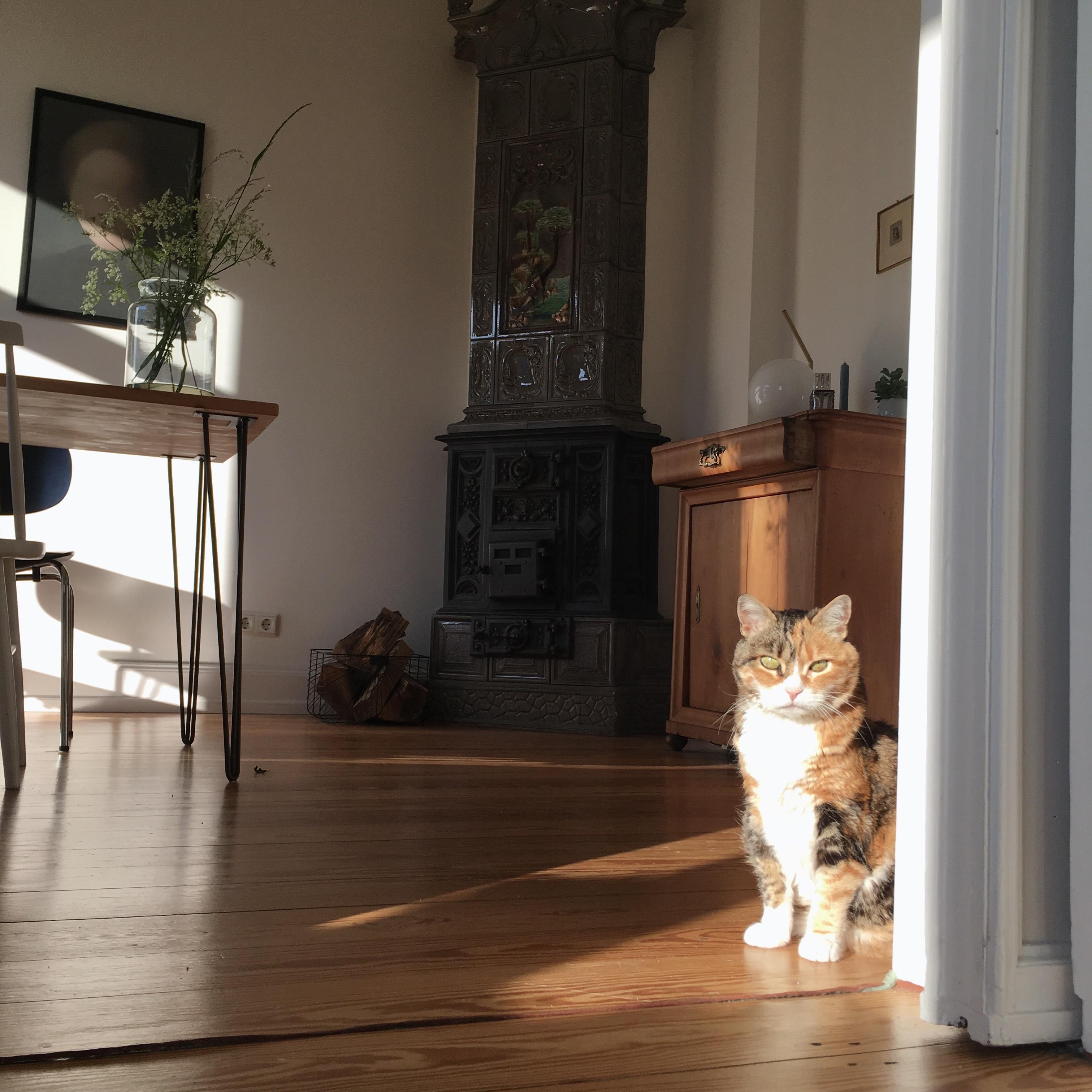 time to shine #cat #sun #summerfeeling #altbau #sunlight #esszimmer #dielenboden #living #interior #lola
