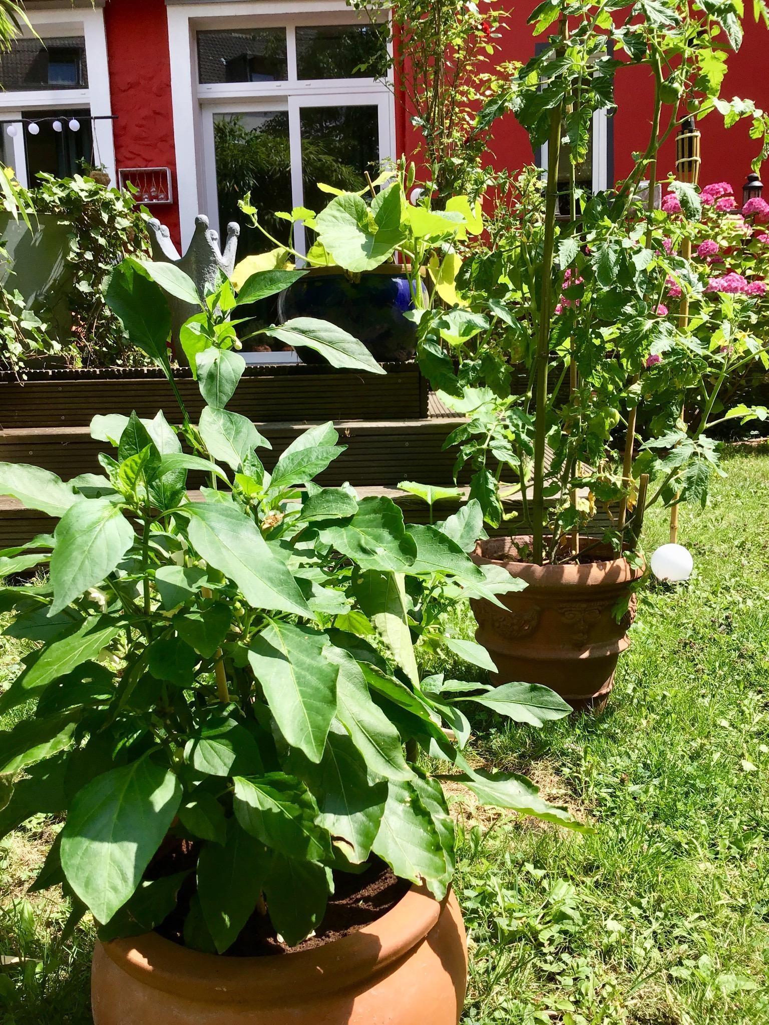 #tomatenpflanze #chili #kürbis #garten #sommer 