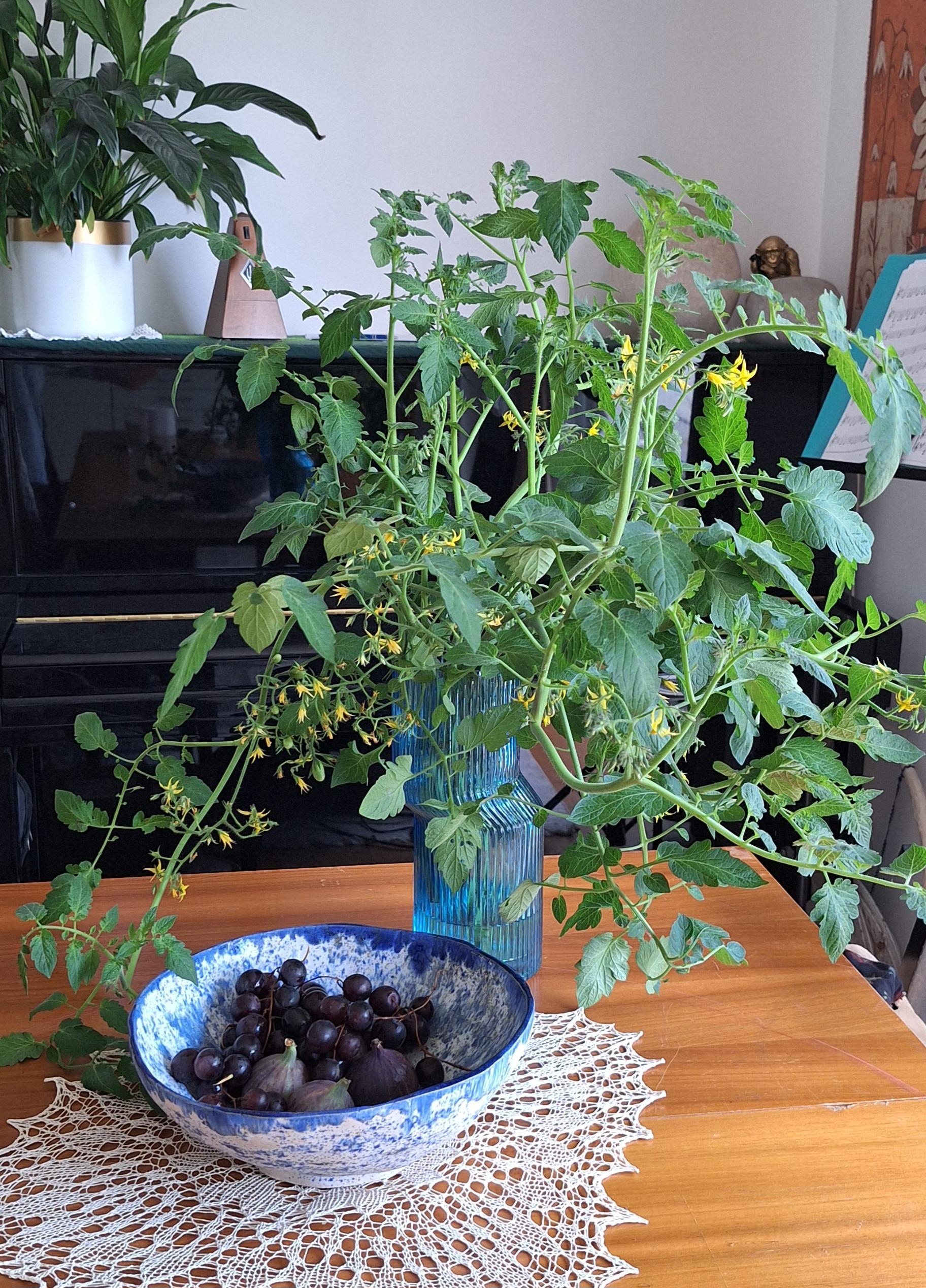 TOMATENPFLANZE
#Tomatenplanze #Tomaten #freshflower #blaueVase #Vasenliebe #alterTisch #Keramik #Obstschale #OmasServiette