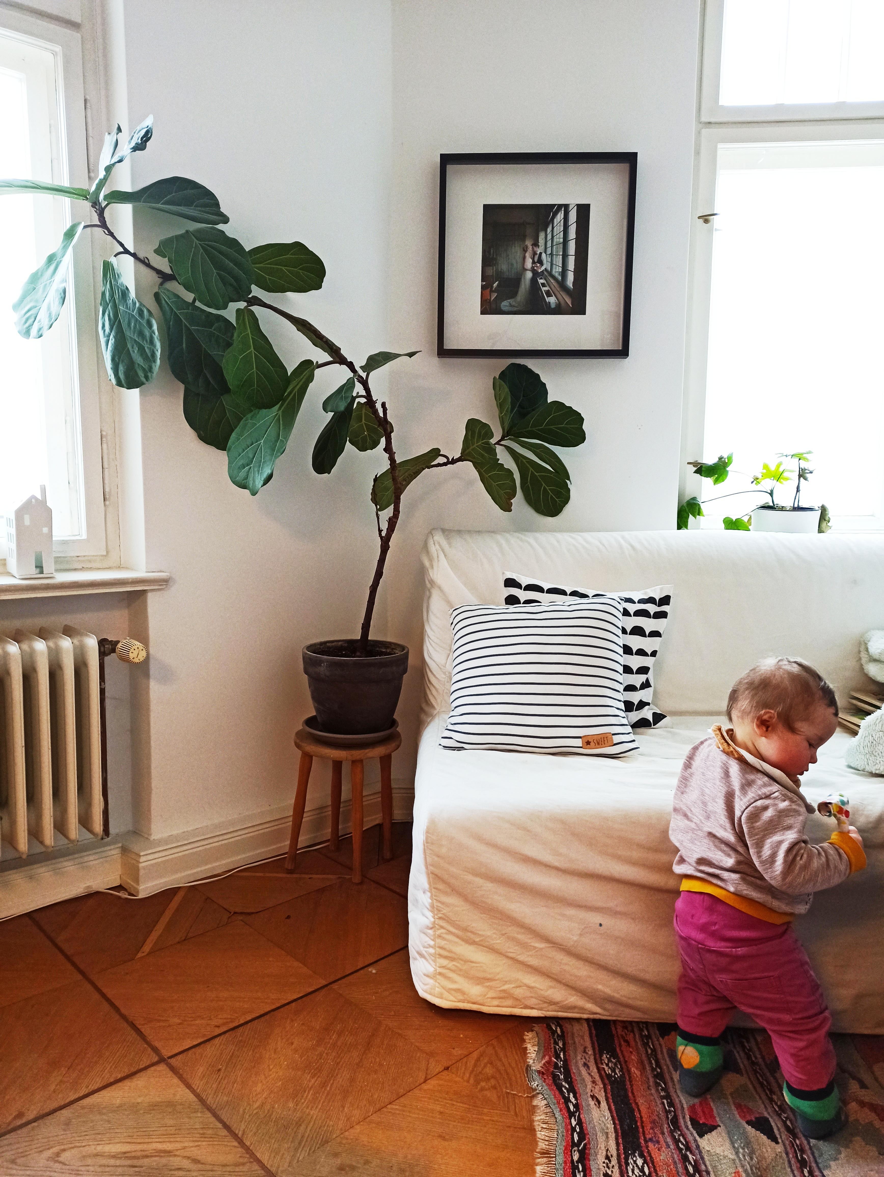 Topf mit Blumenerde + neugieriges Baby = interessante Kombination... #esszimmer #wohnzimmer #couch #pflanze