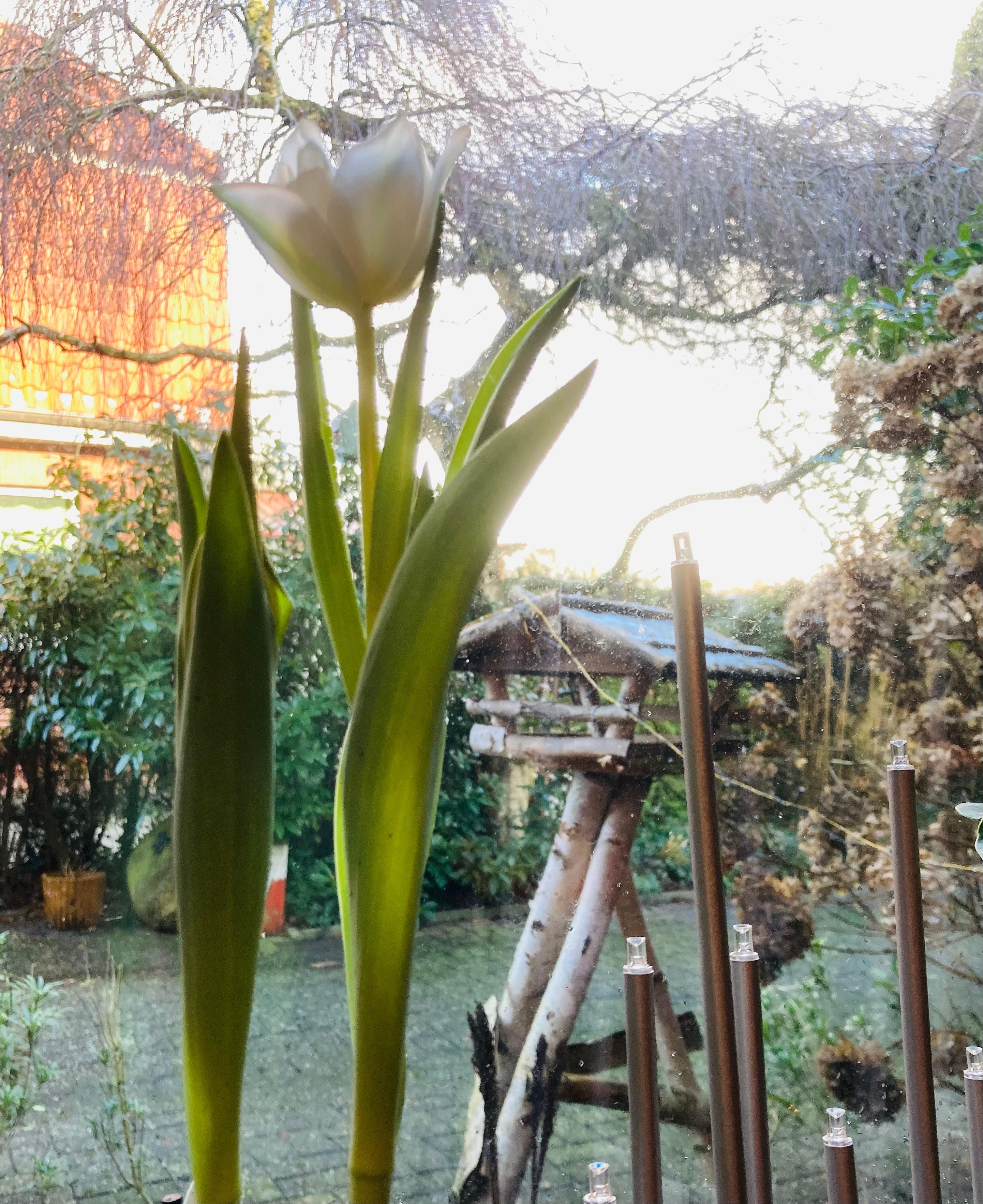 #Tulpe #weiß #Popcorn #Fenster #schön #Winterlicht #Zuhause