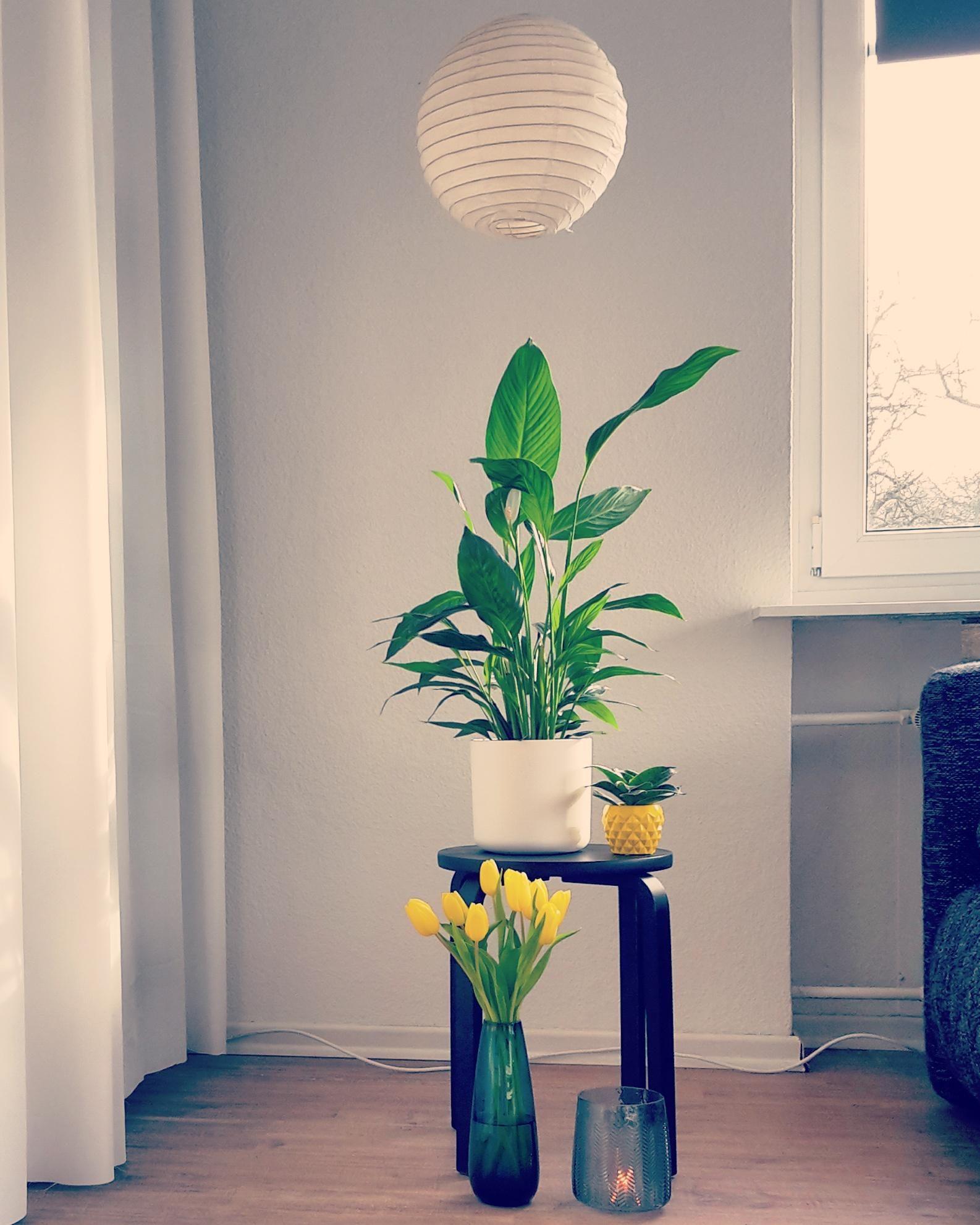 #tulpe#gelb#💛#wohnzimmer#