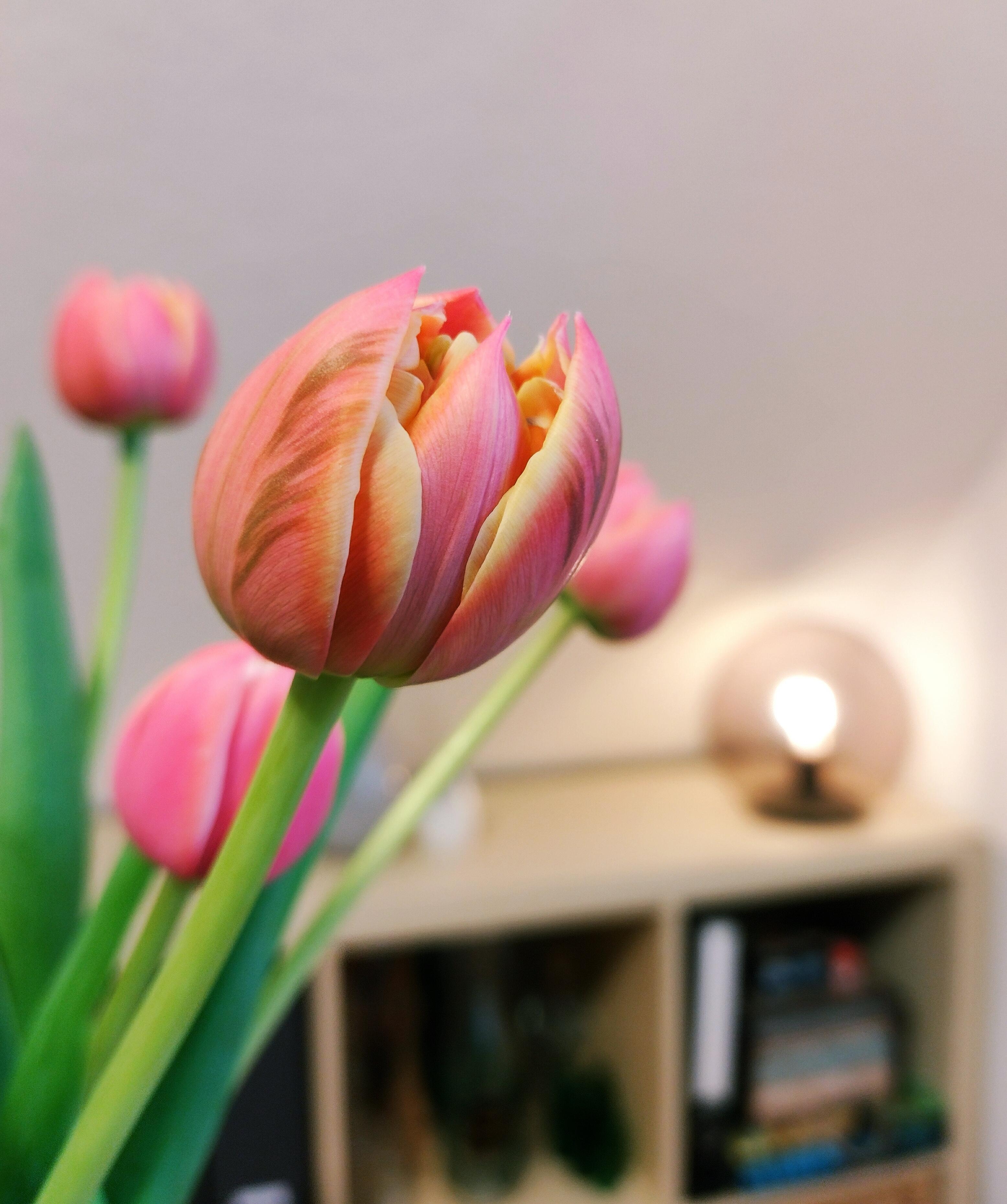 #tulpen #frischeblumen #tulpenliebe #frühling