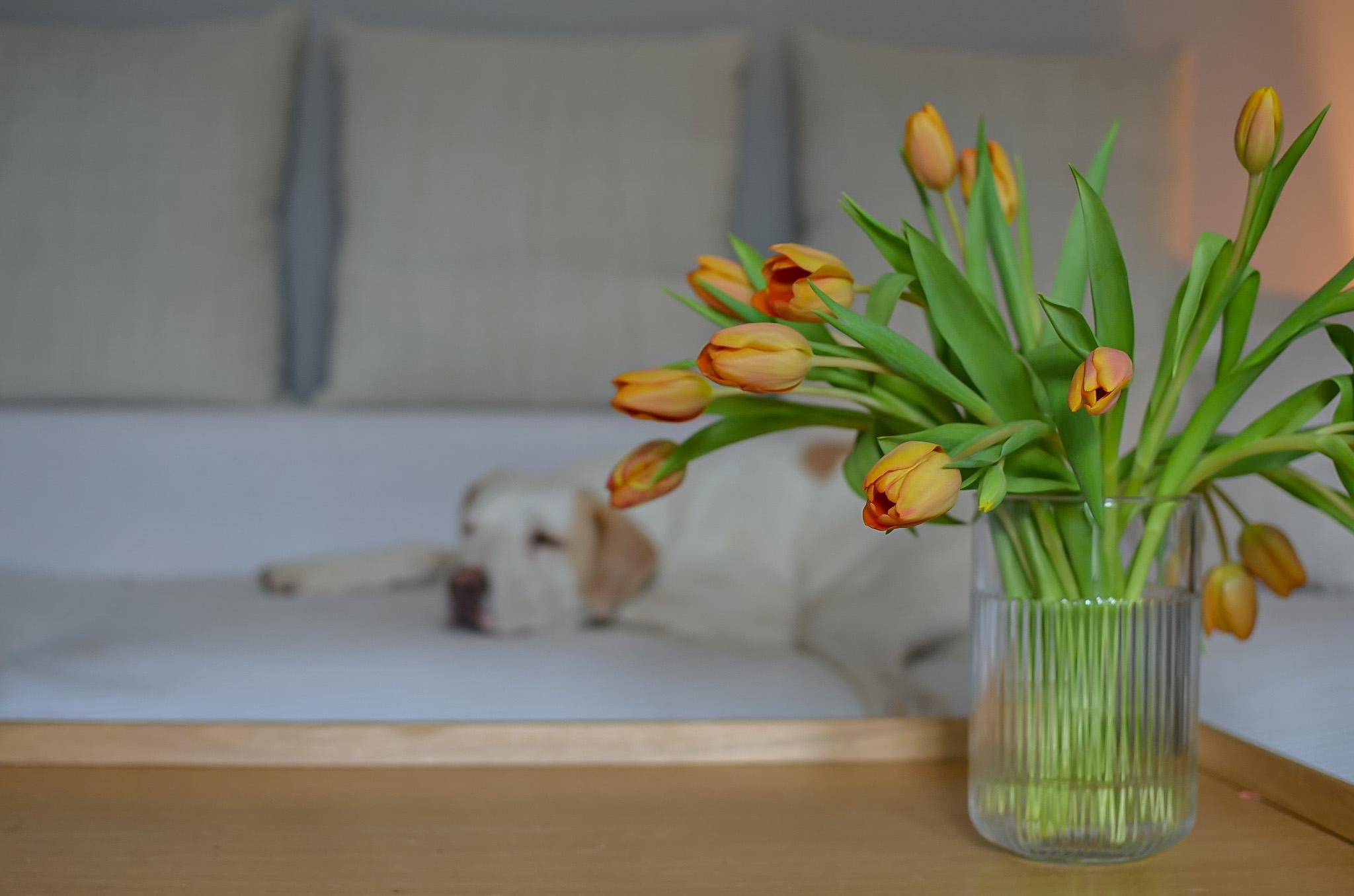 #tulpen #frühblüher #hundeliebe #altbauliebe #frischeblumen #dekoideen #wohnzimmer 