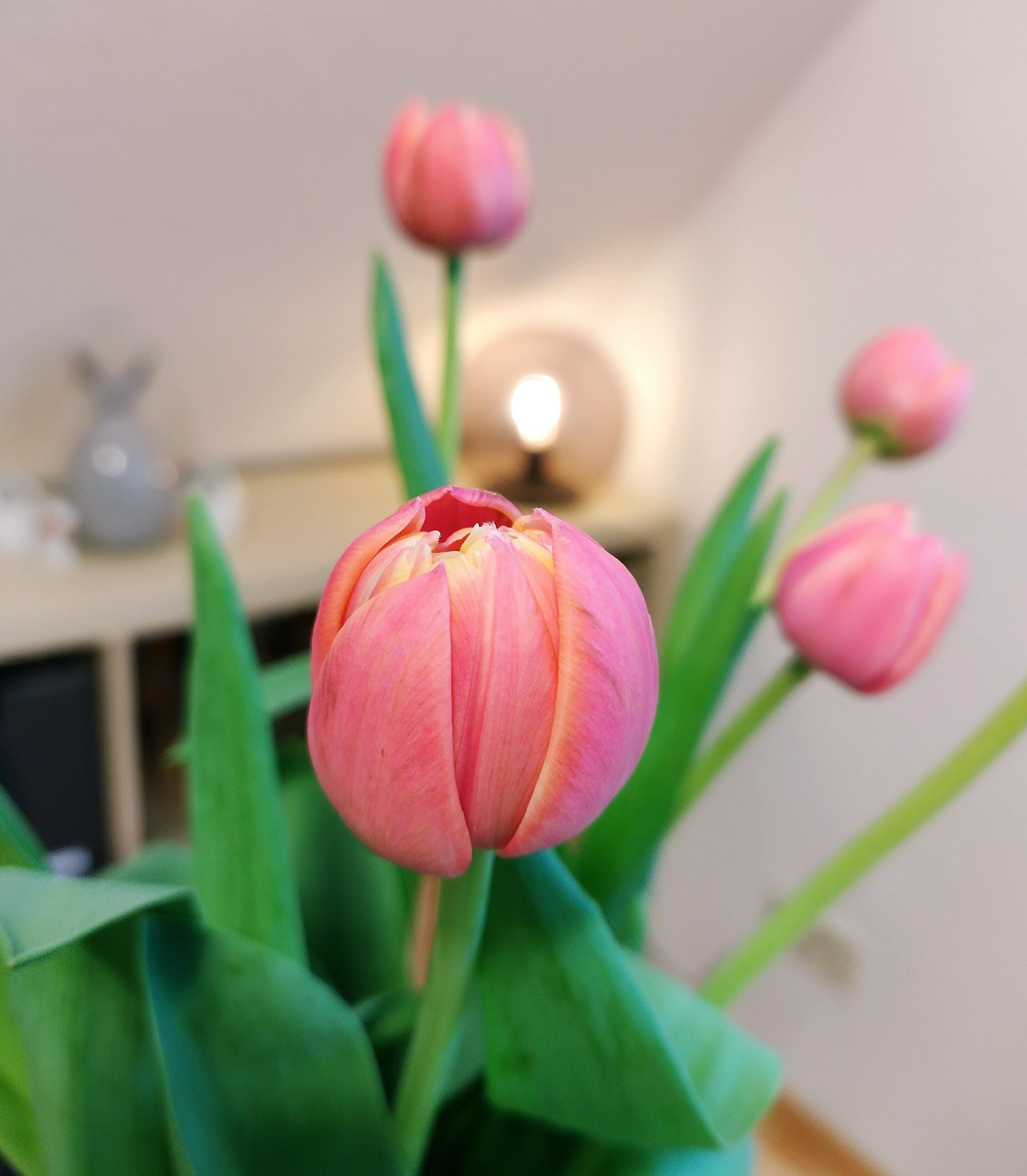 #tulpen #frühling #frischeblumen #tulpenliebe #blumenliebe 