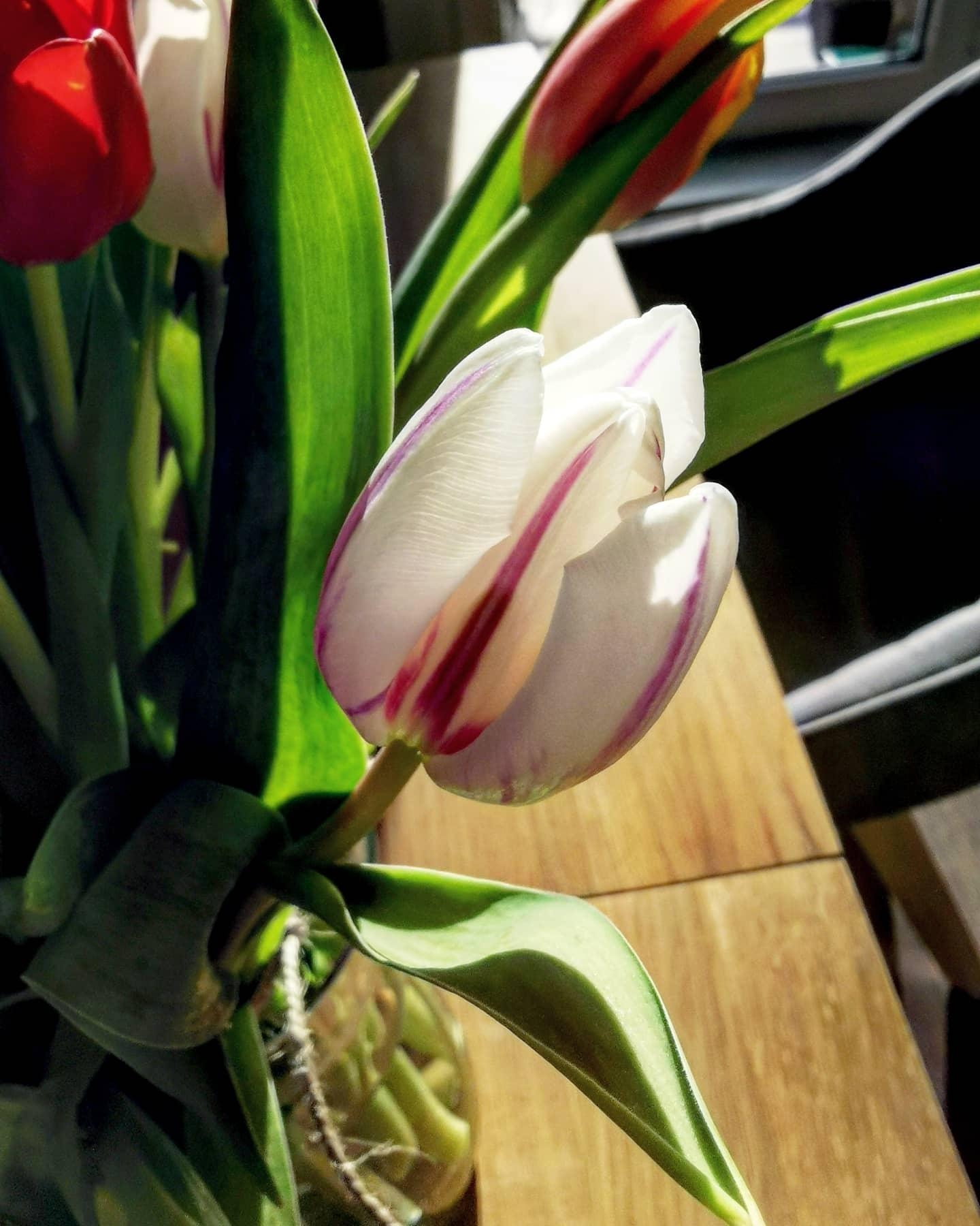 #tulpen #frühling
