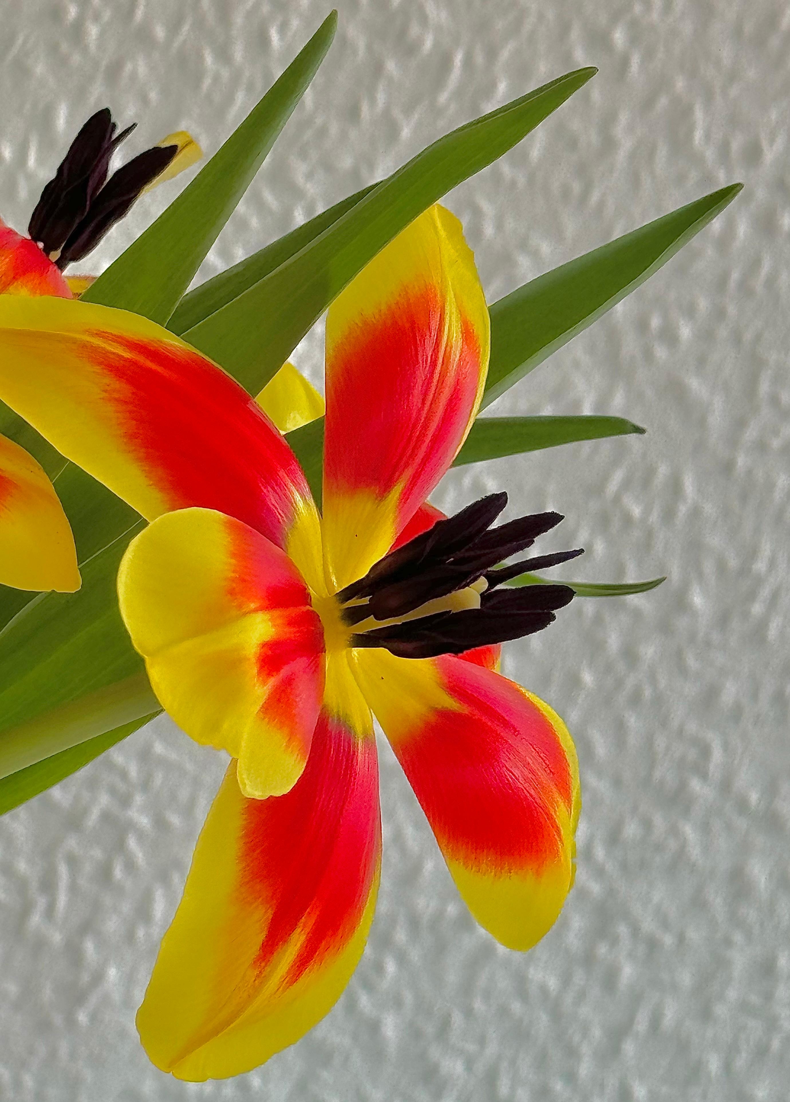 #Tulpen gepimpt 🫶🏼..einfach die #Blüten umklappen..die #Farben kommen toll heraus und es sieht fast tropisch aus..#Diy mit #Blumen #Dekoidee #Frühling #Interior 