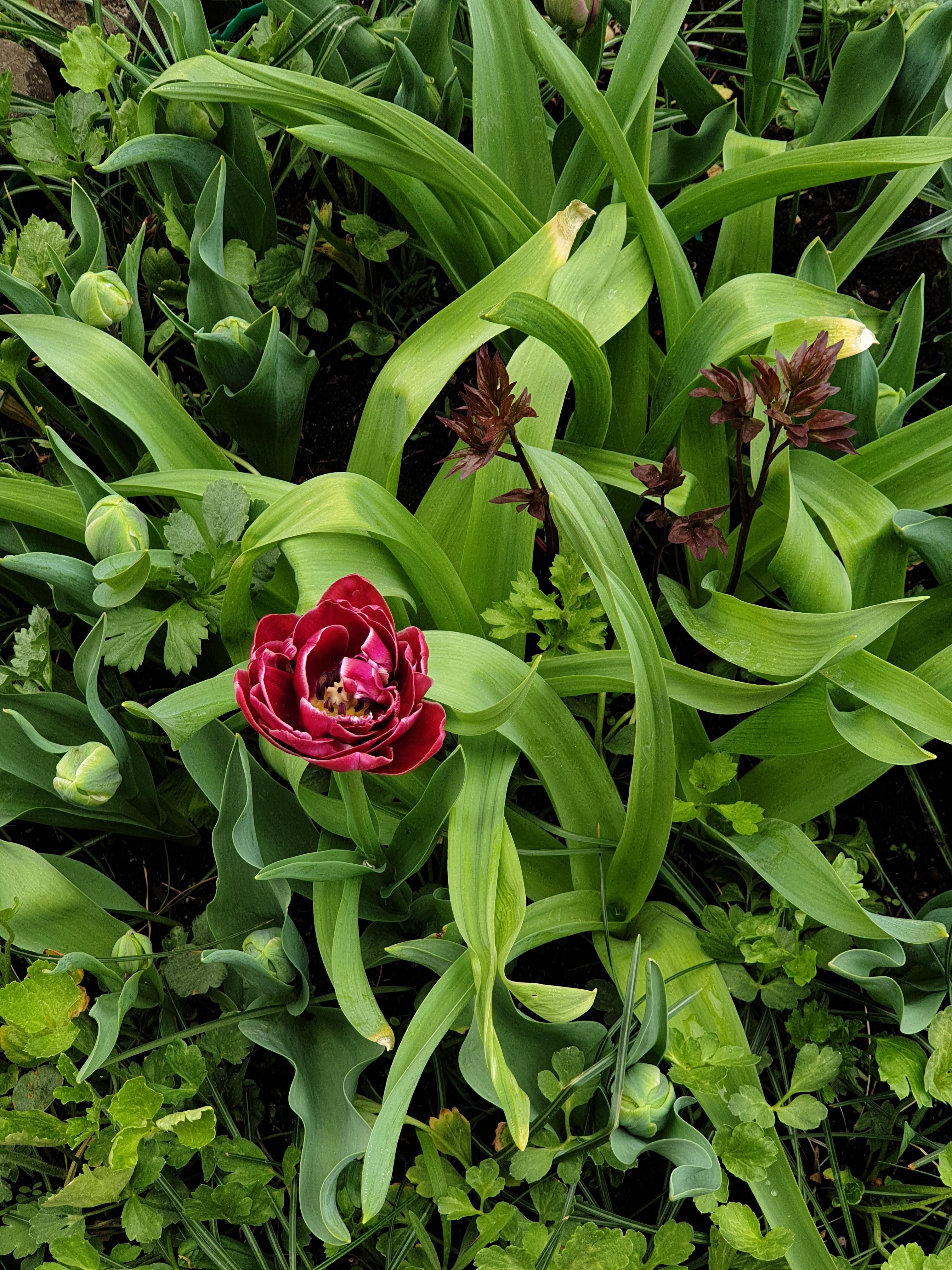 #tulpen im kleinen #beet bin gespannt wies blüht wenn alles aufgegangen is😍 #fresien #ranunkel #allium #pfingstrosen