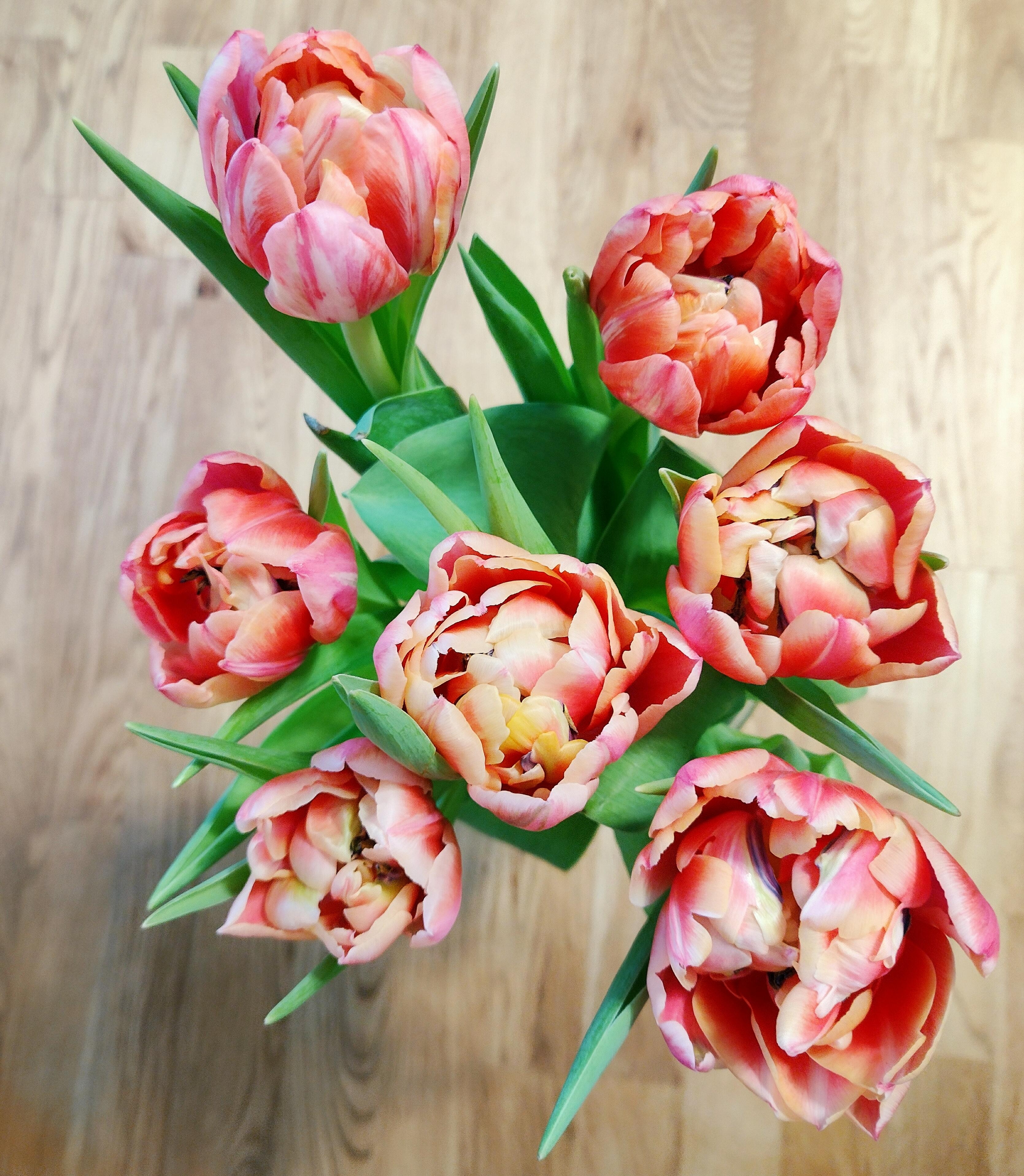 #tulpen #tulpenliebe #details #frischeblumen #blumenliebe
