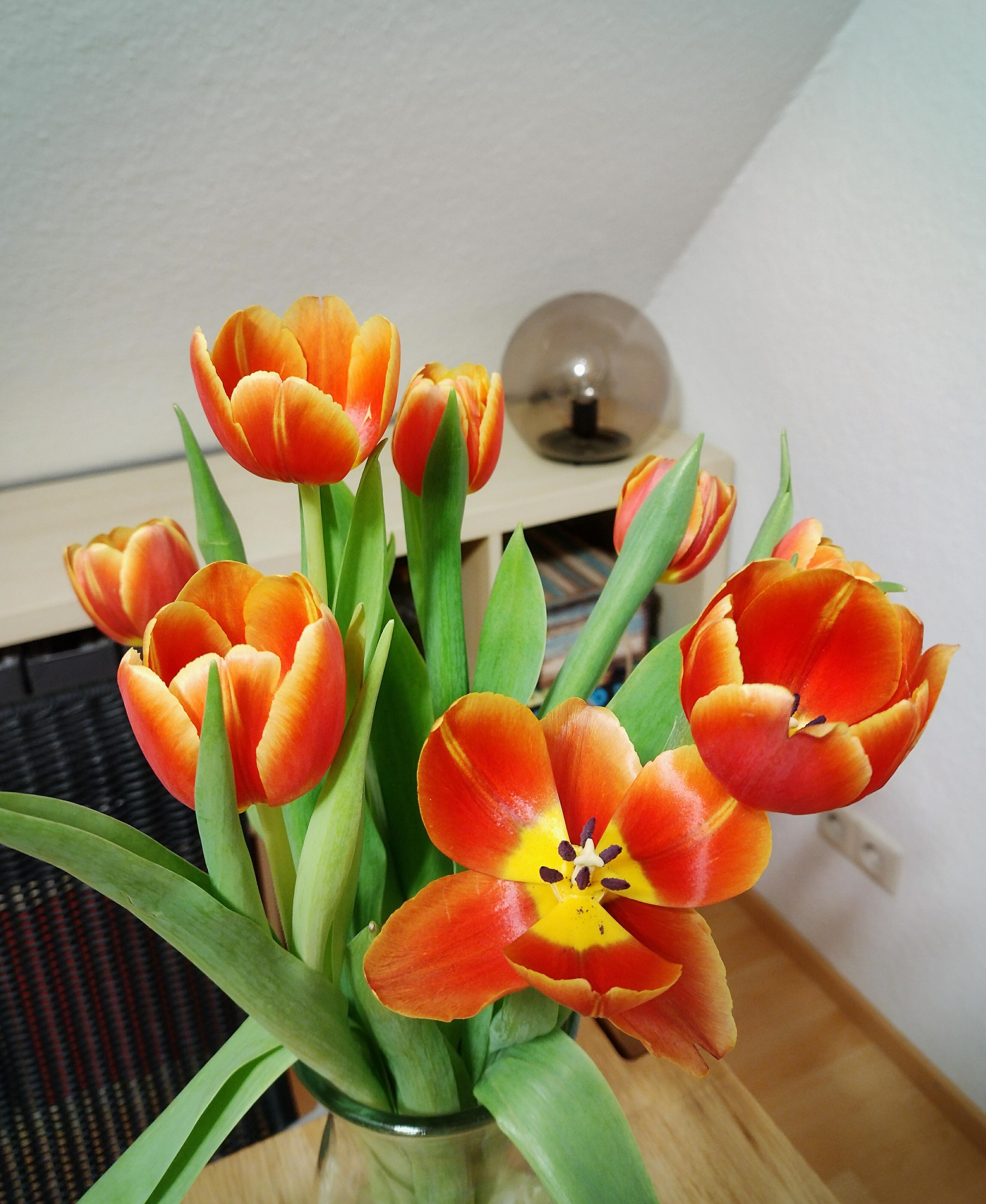 #tulpen #tulpenliebe #frischeblumen #frühling 