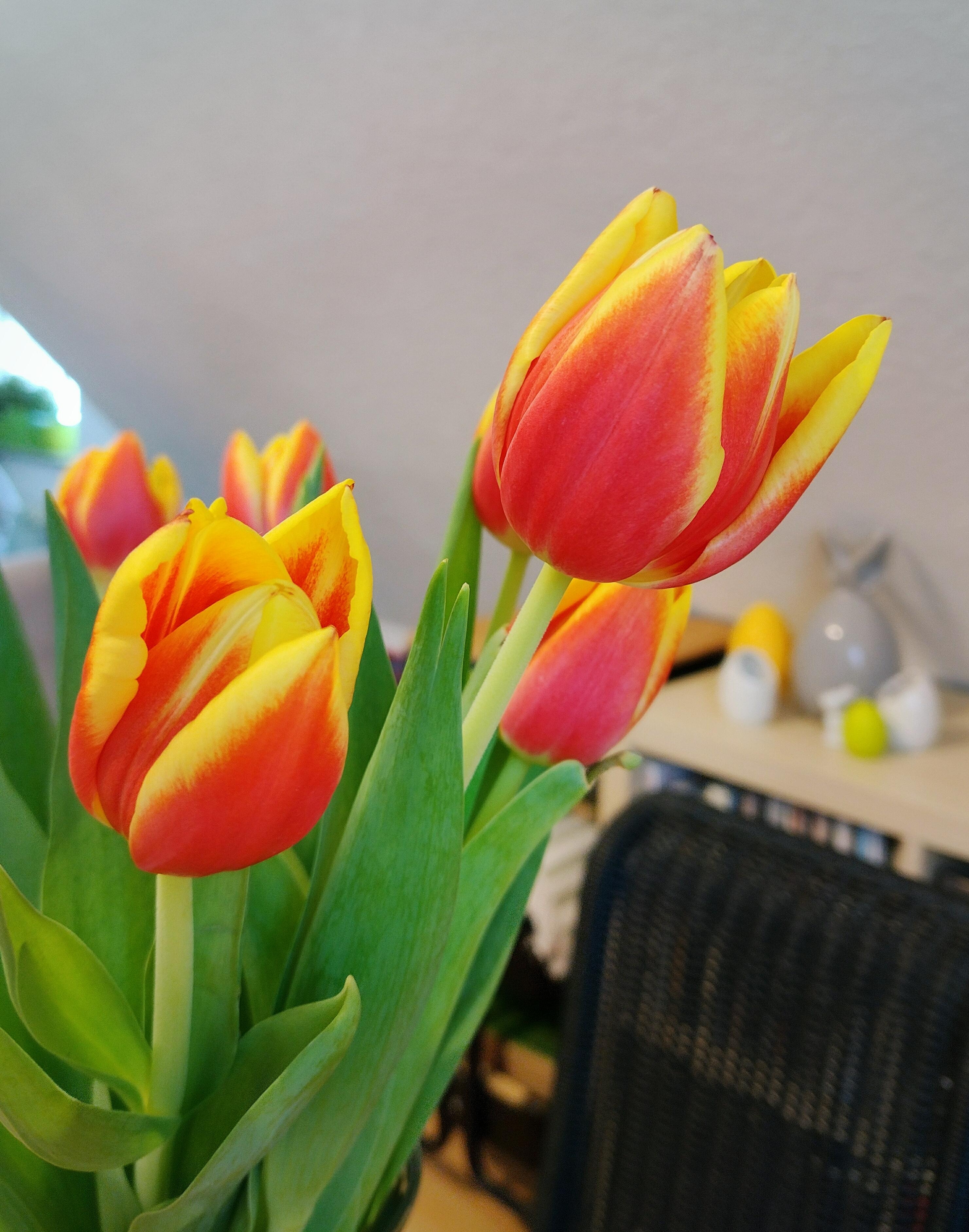 #tulpen #tulpenliene #frischeblumen #details #schrägdach