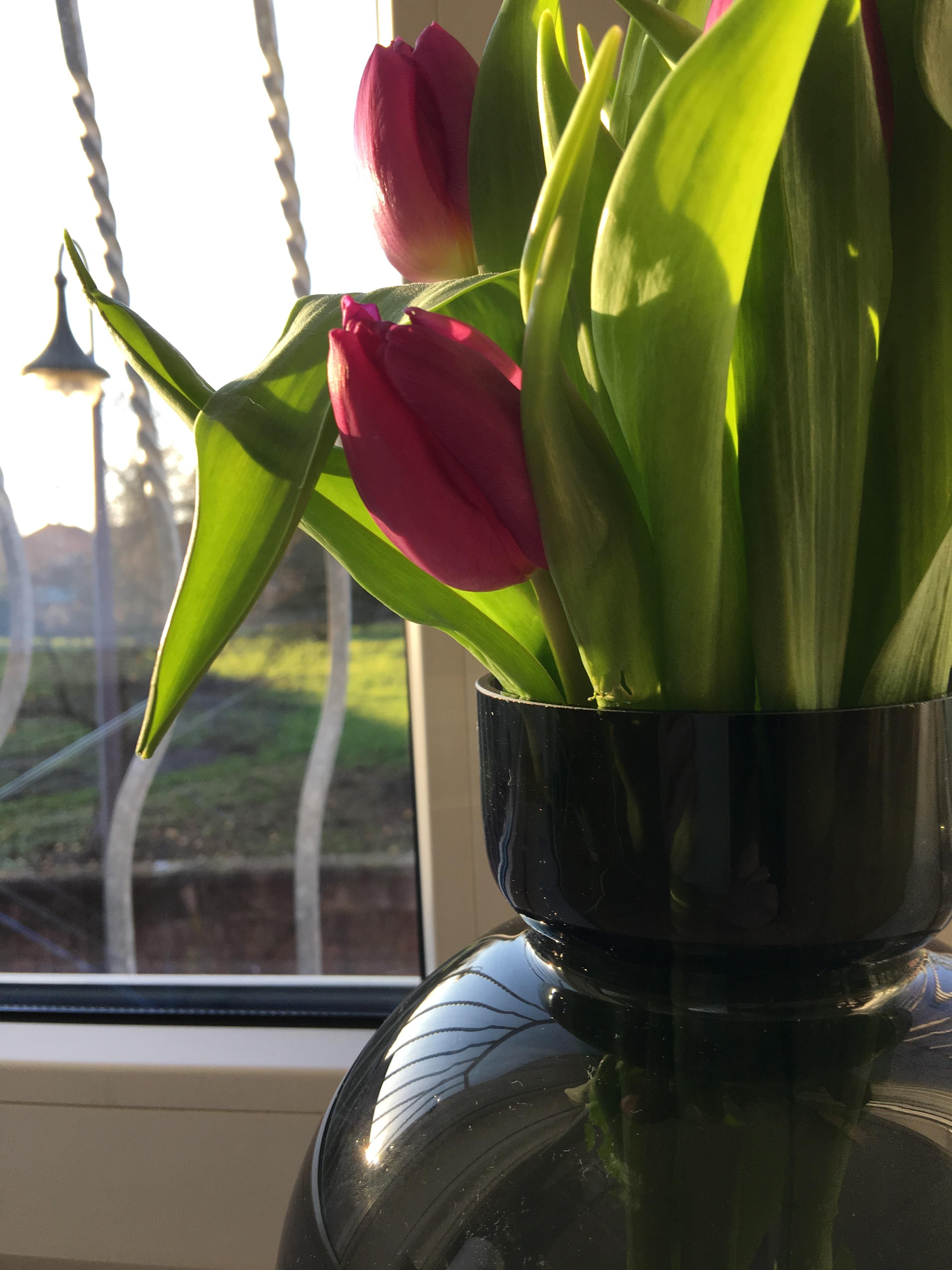 #tulpenliebe #blumen #fensterblick #Tulpen #tulpen