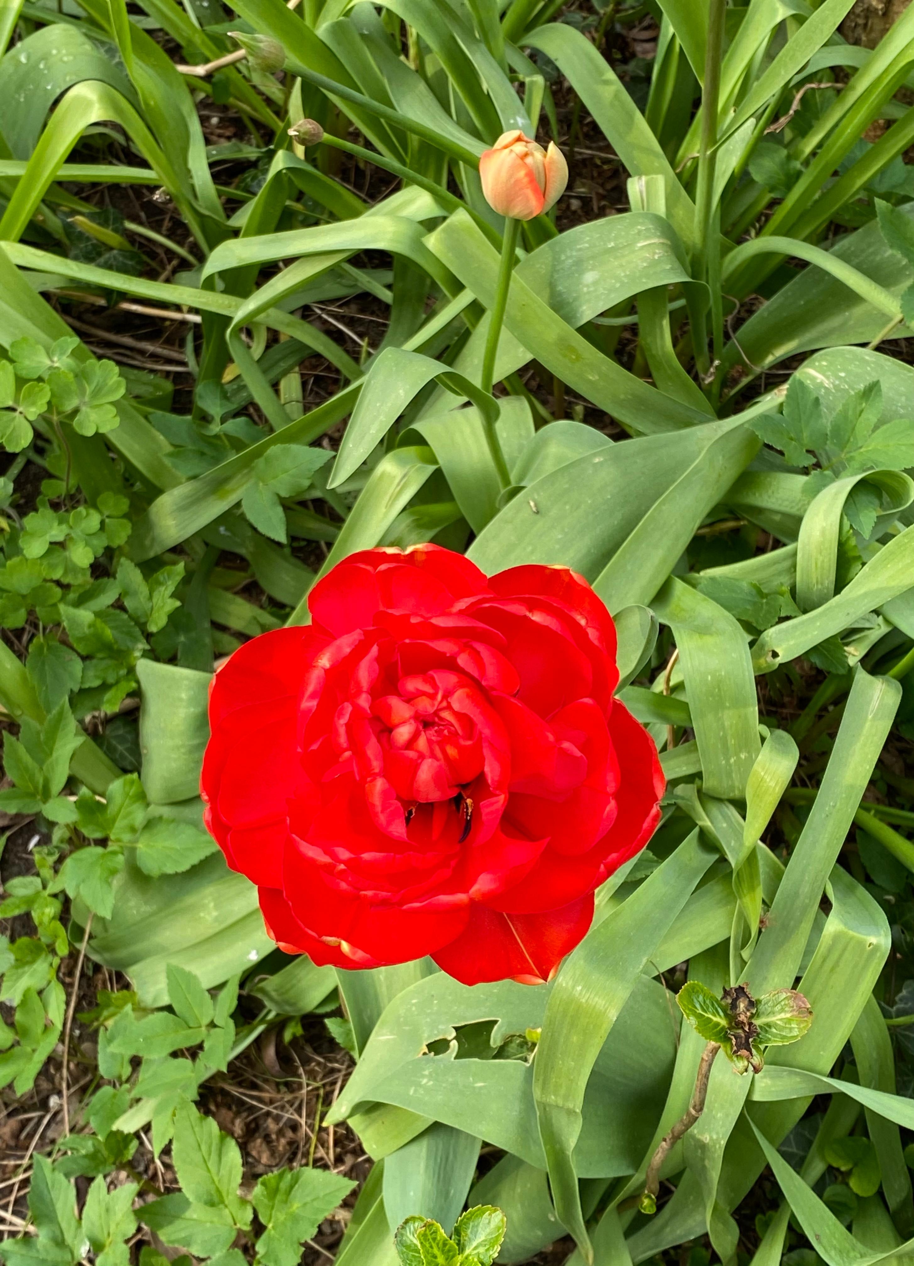 #Tulpenliebe im Garten I
