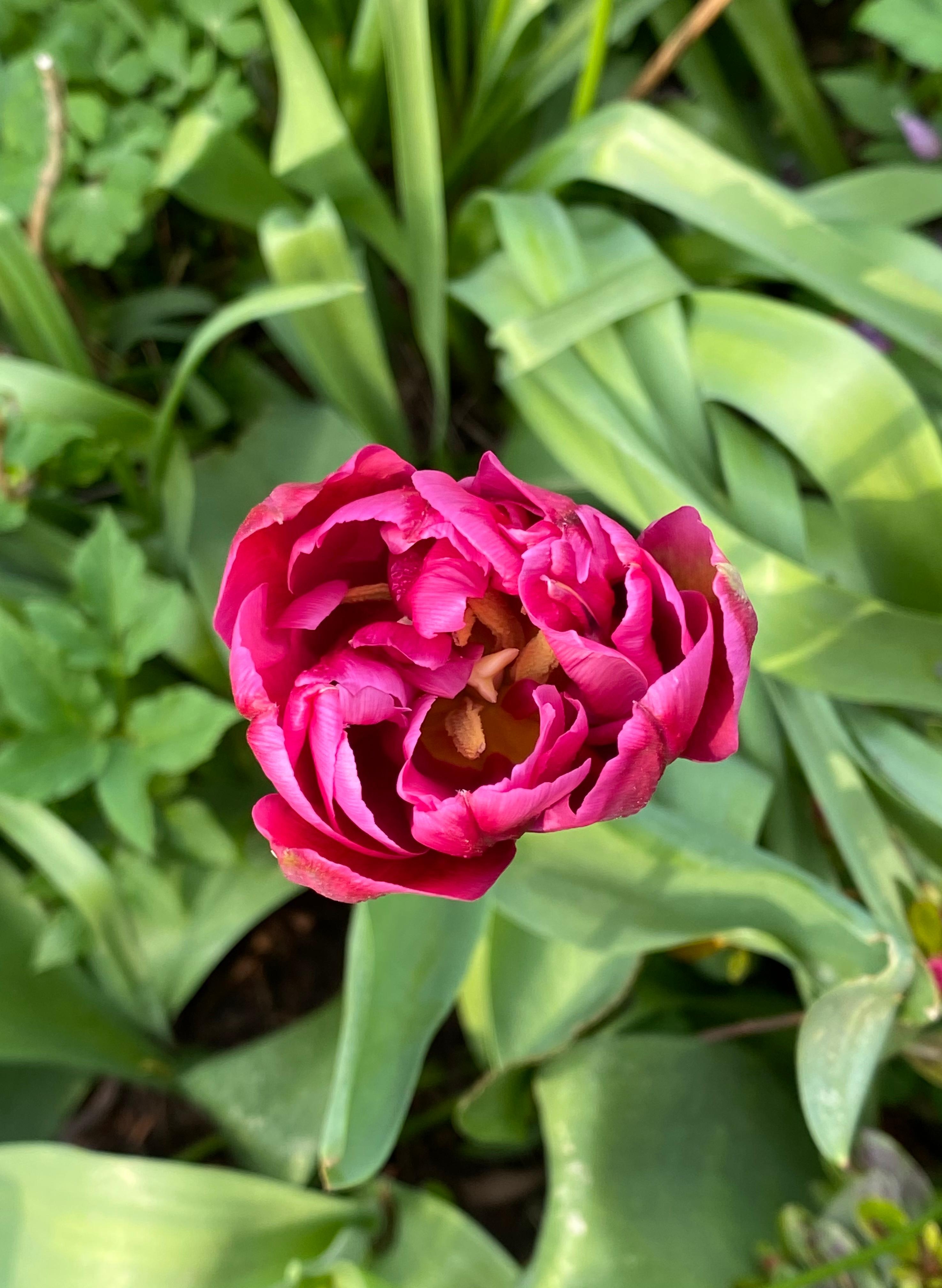 #Tulpenliebe im Garten II