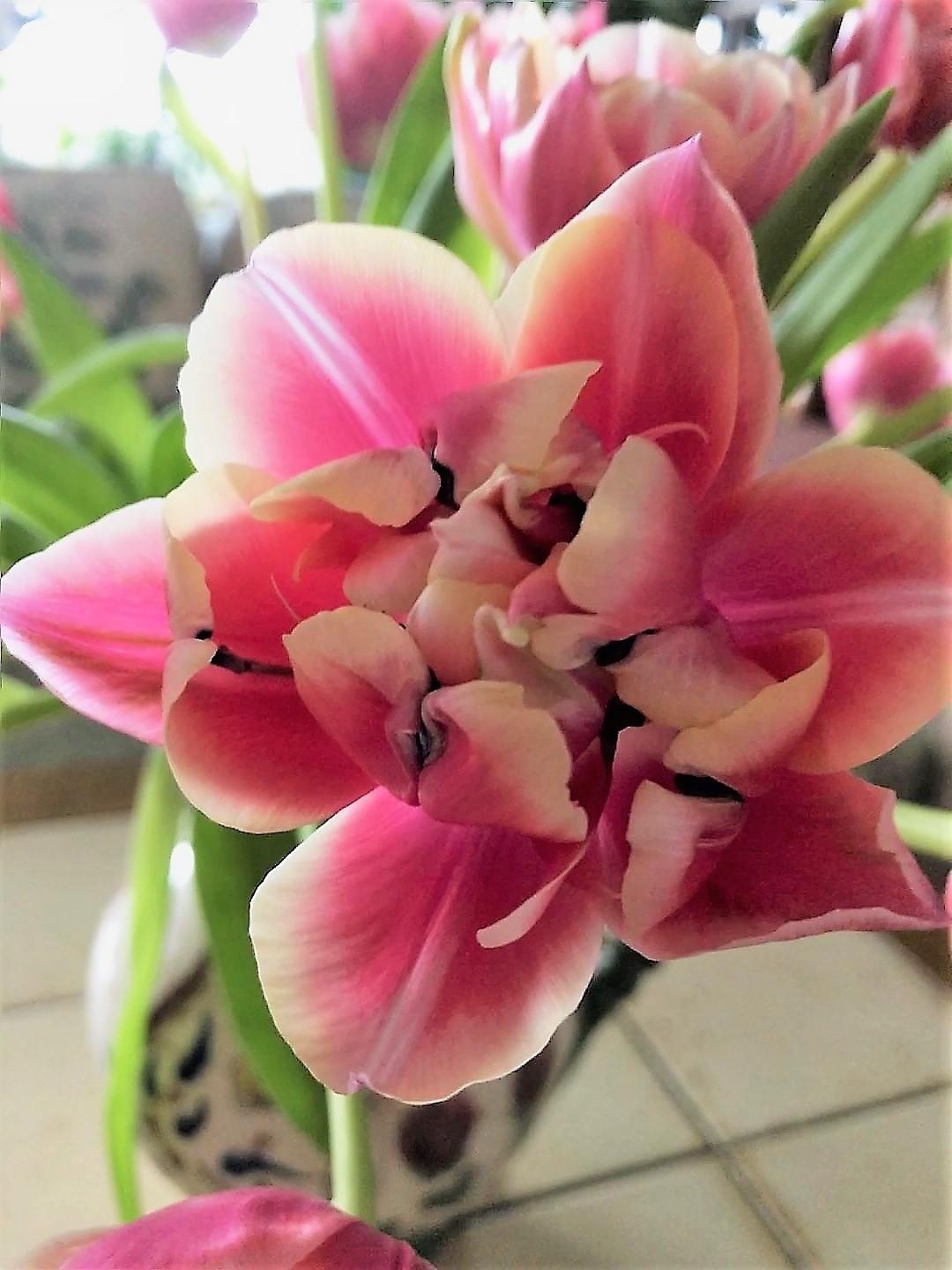 Tulpenliebe #pflanzenliebe #frühling