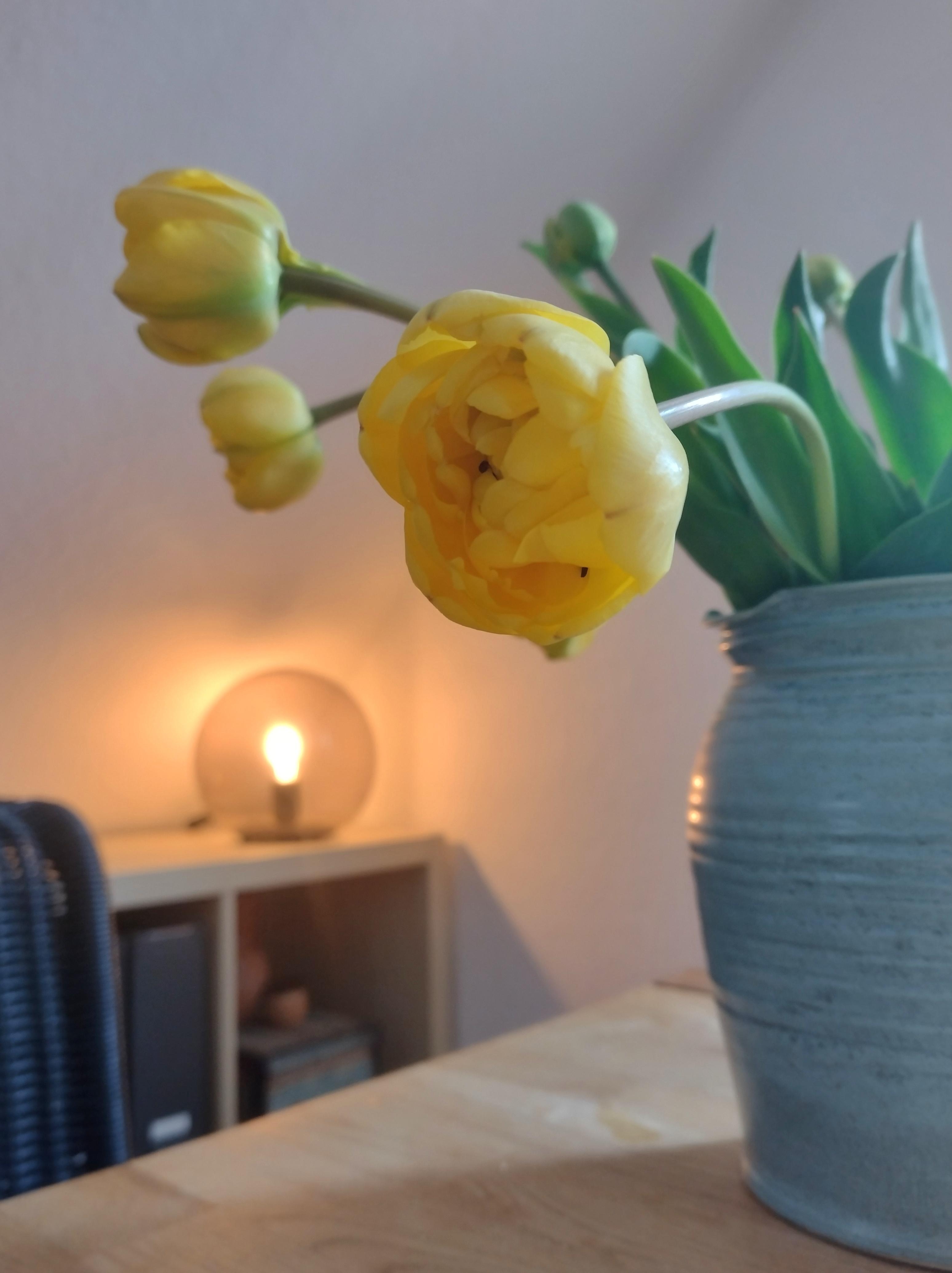 #tulpenliebe #tulpen #frühling #tischlampe #frischeblumen #freshflowerfriday
